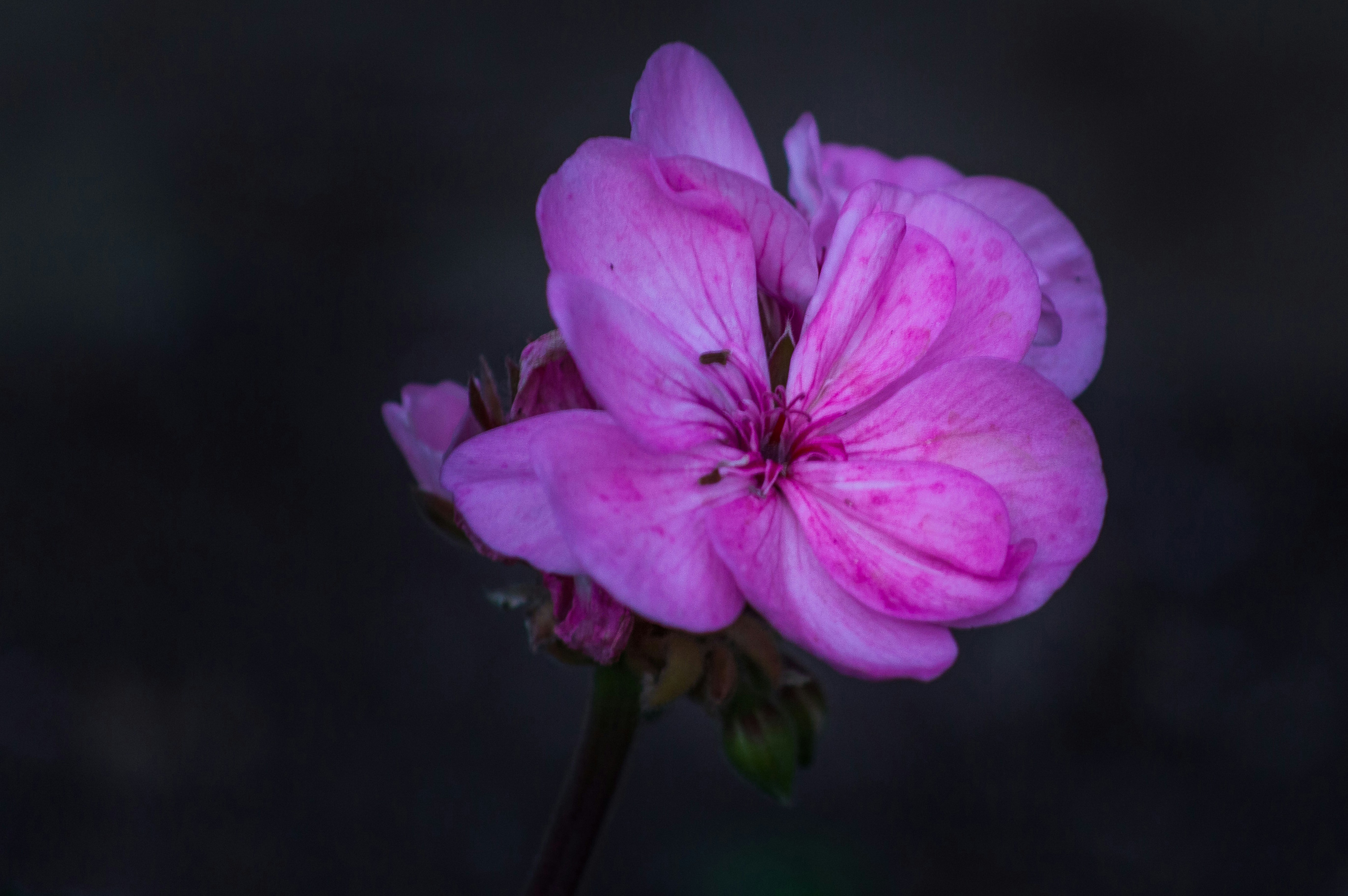 Photo by aaronmridhaphotography