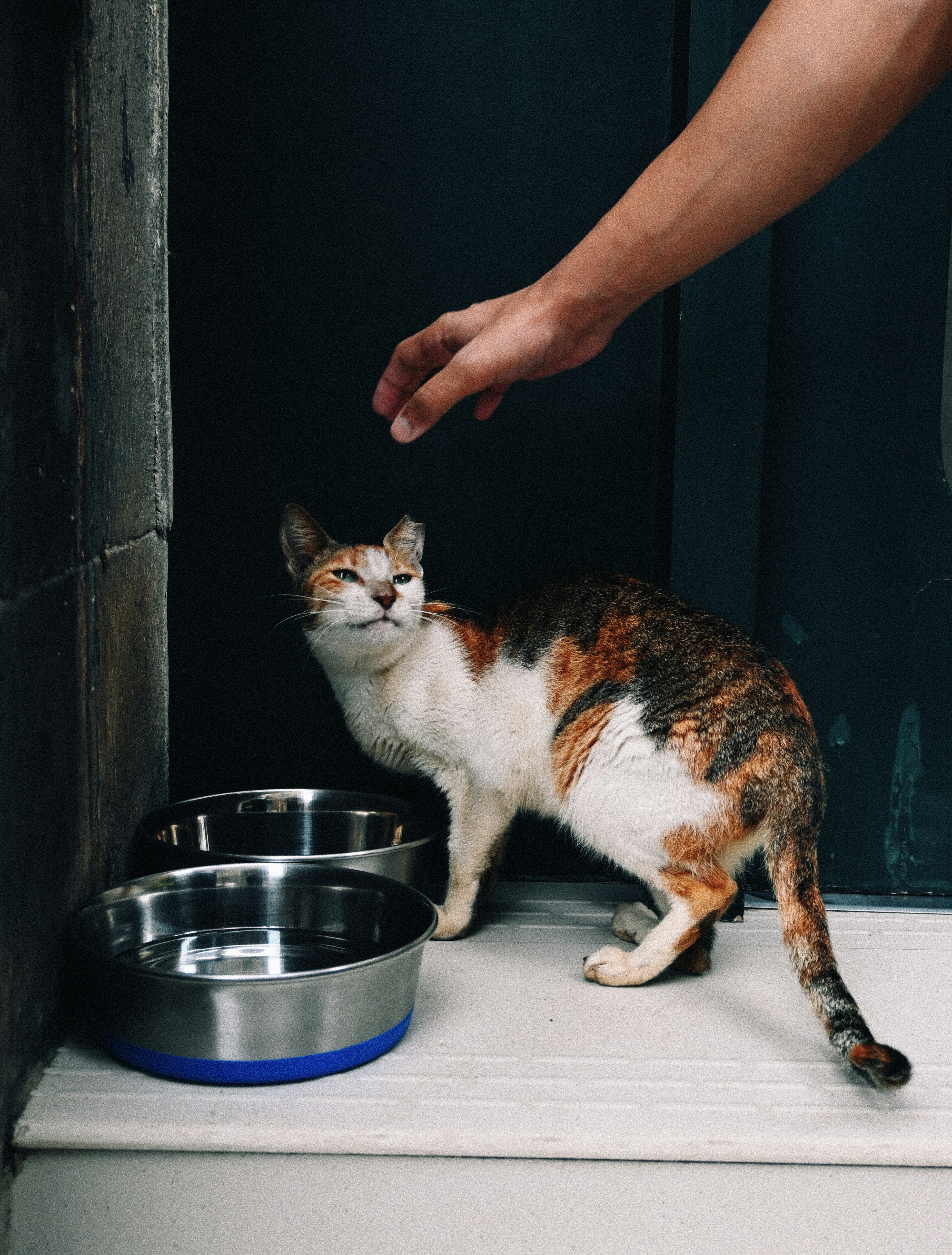Eine Kattunkatze greift nach einer Hand in der Nähe von Futternäpfen.