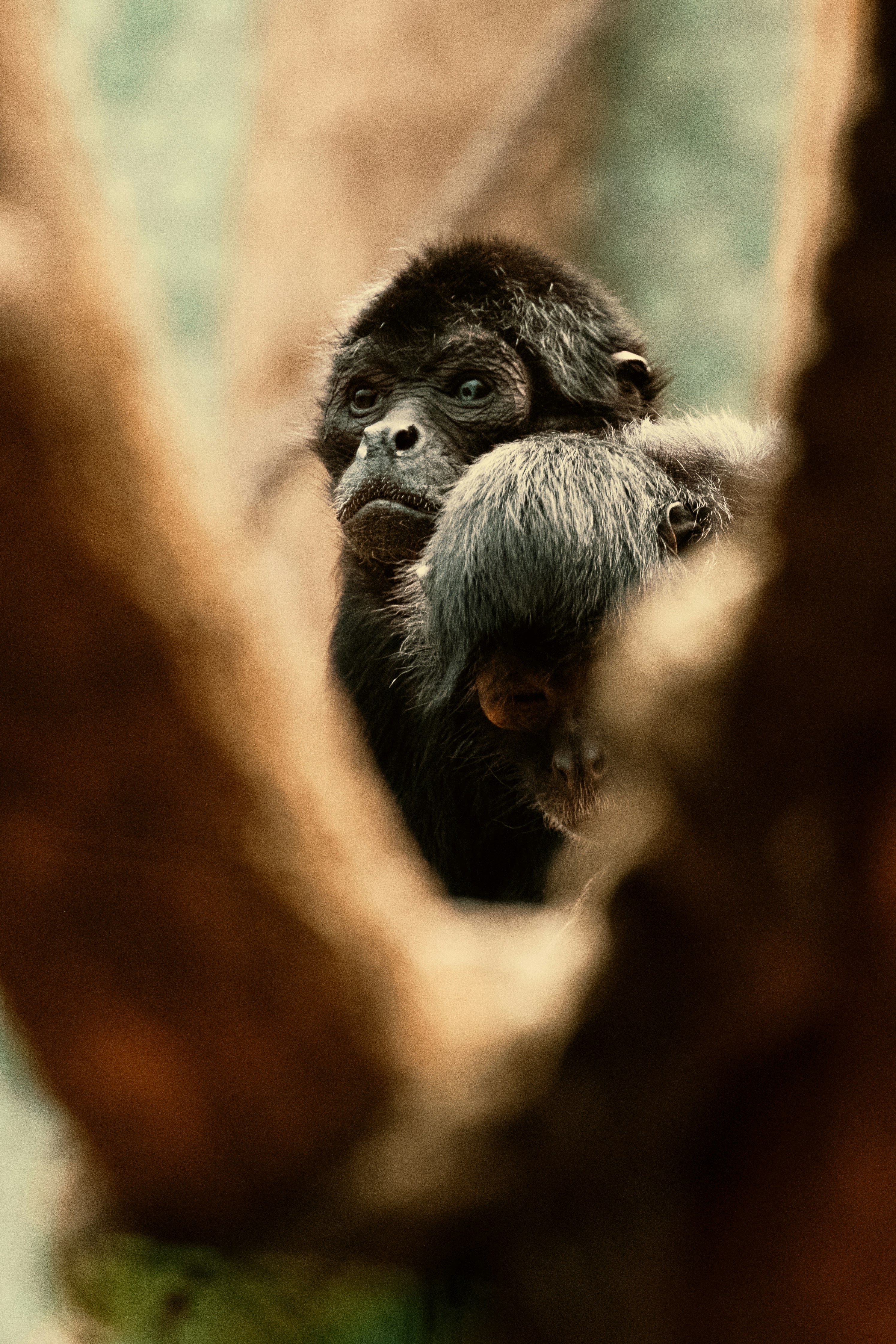 A black monkey peeks through tree branches.