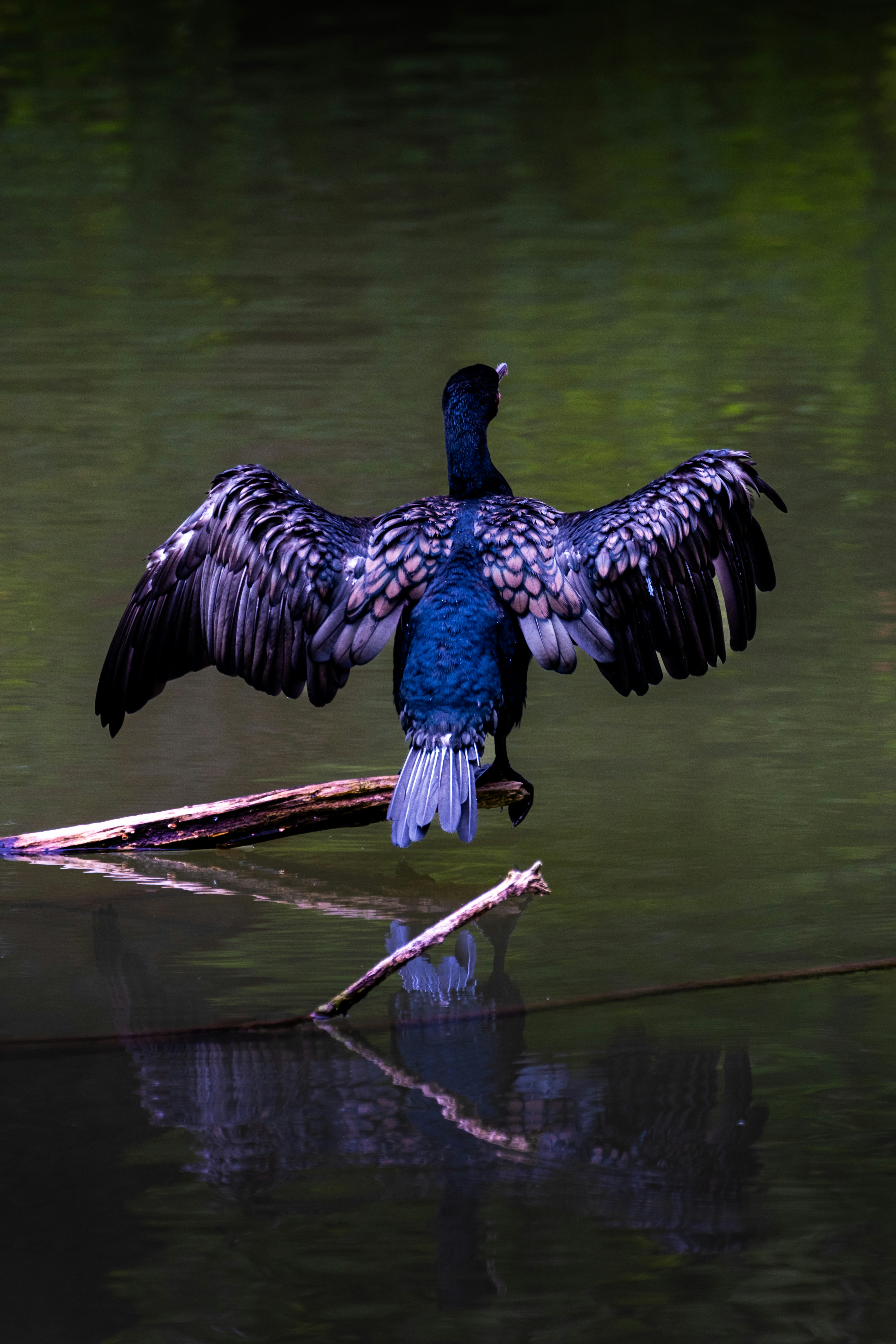 A cormorant bird with wings spread on a branch.