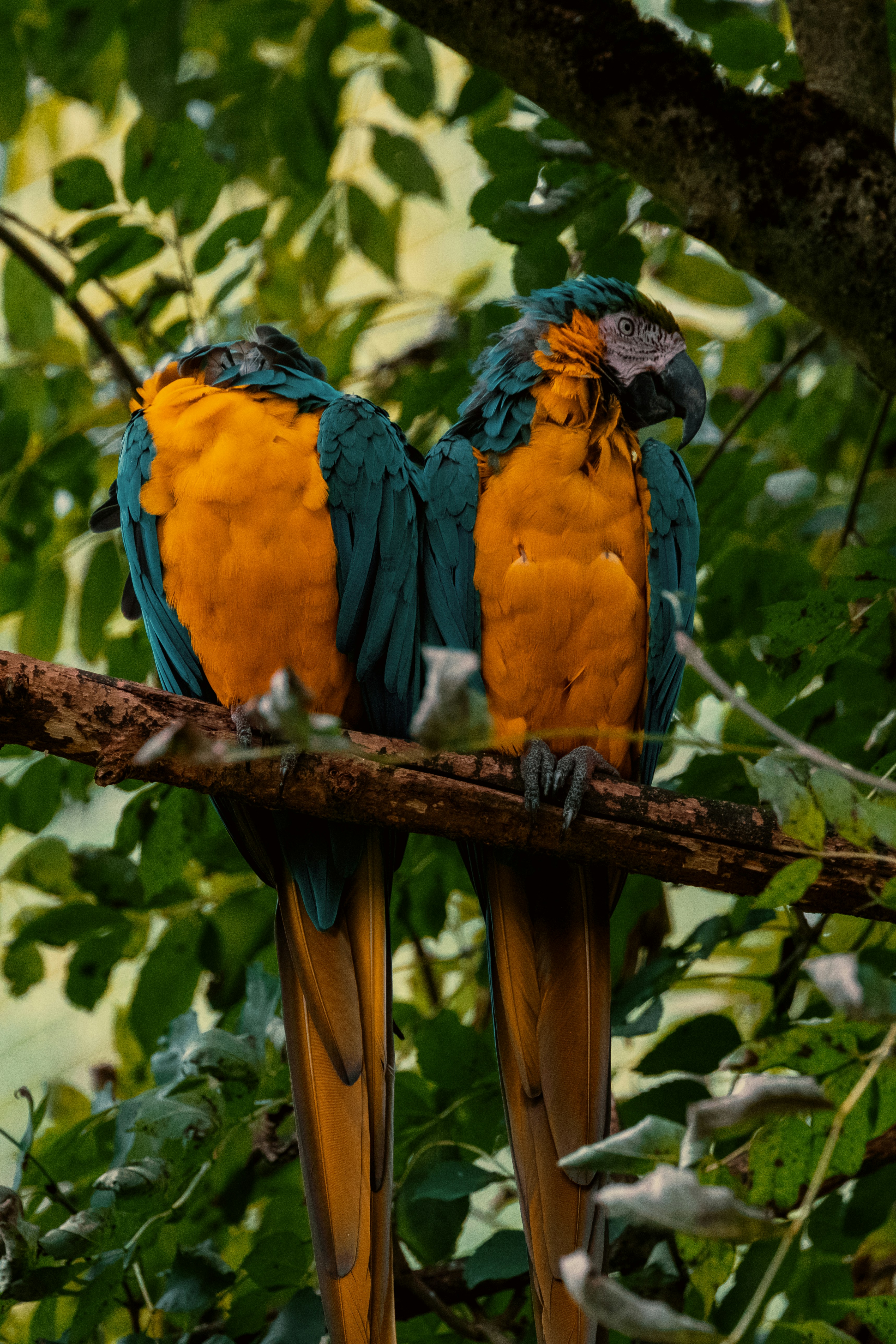 Two blue and yellow macaws perched on a branch.