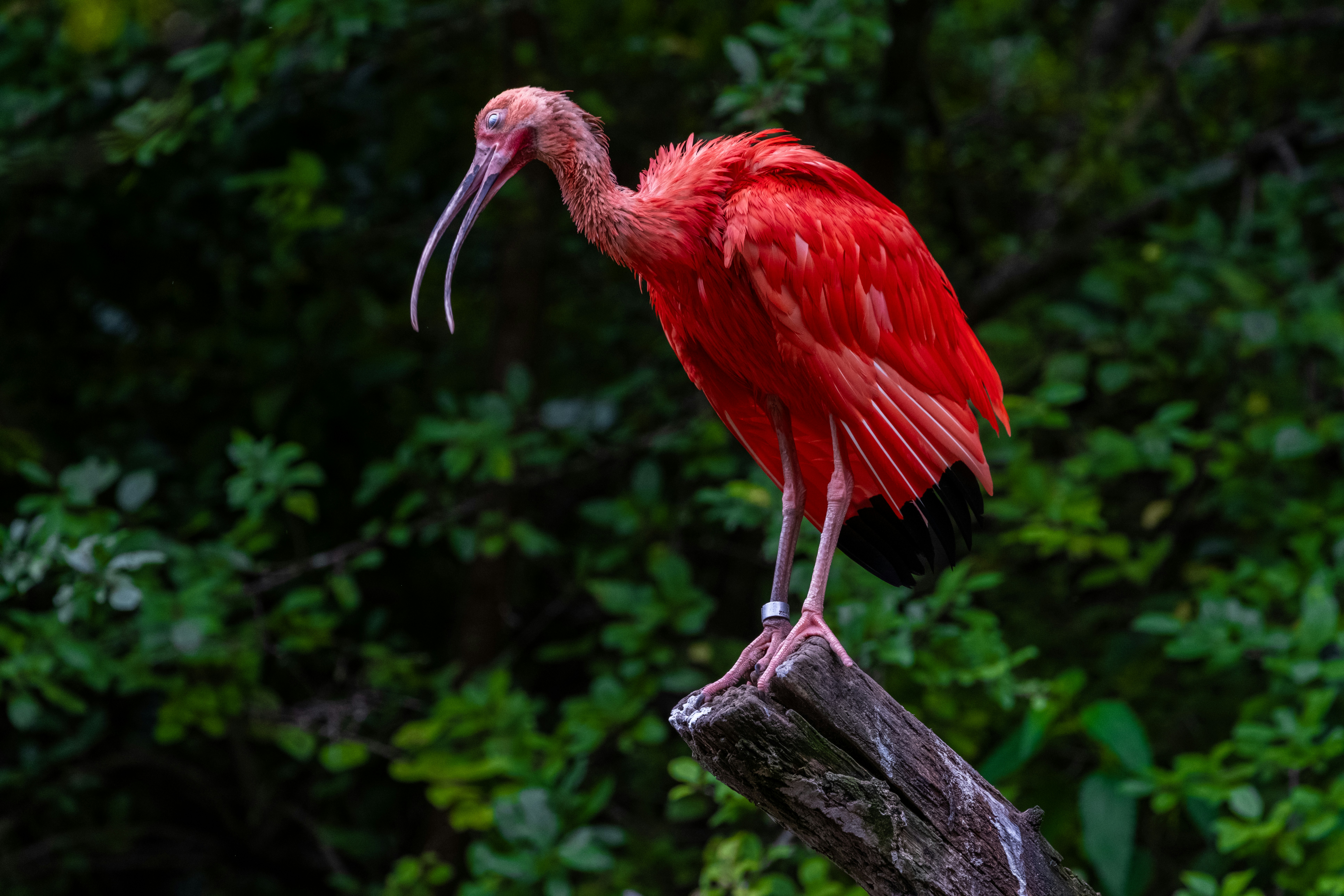 A bright red ibis stands on a log.