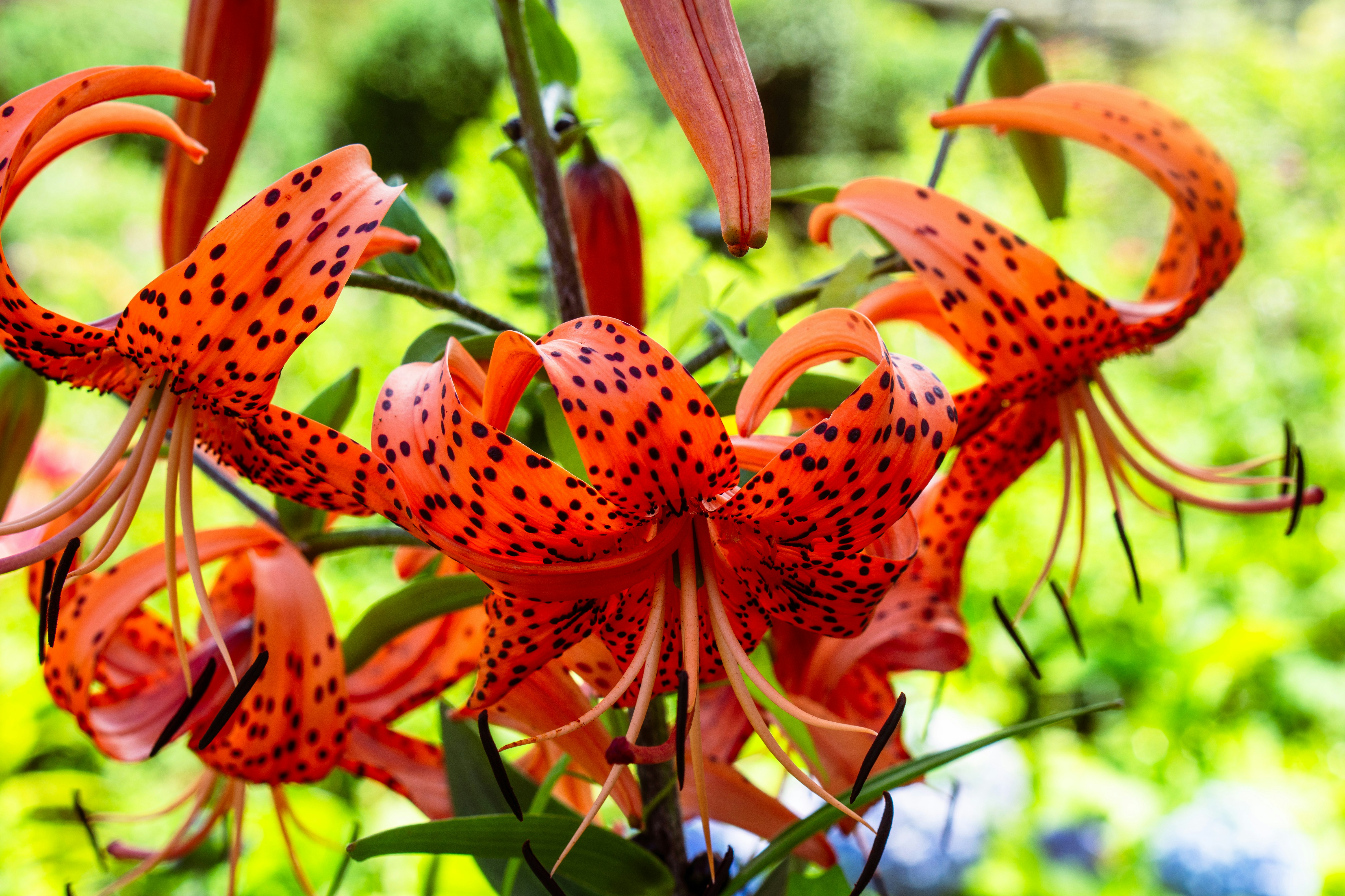 Orange tiger lilies with black spots bloom outdoors.