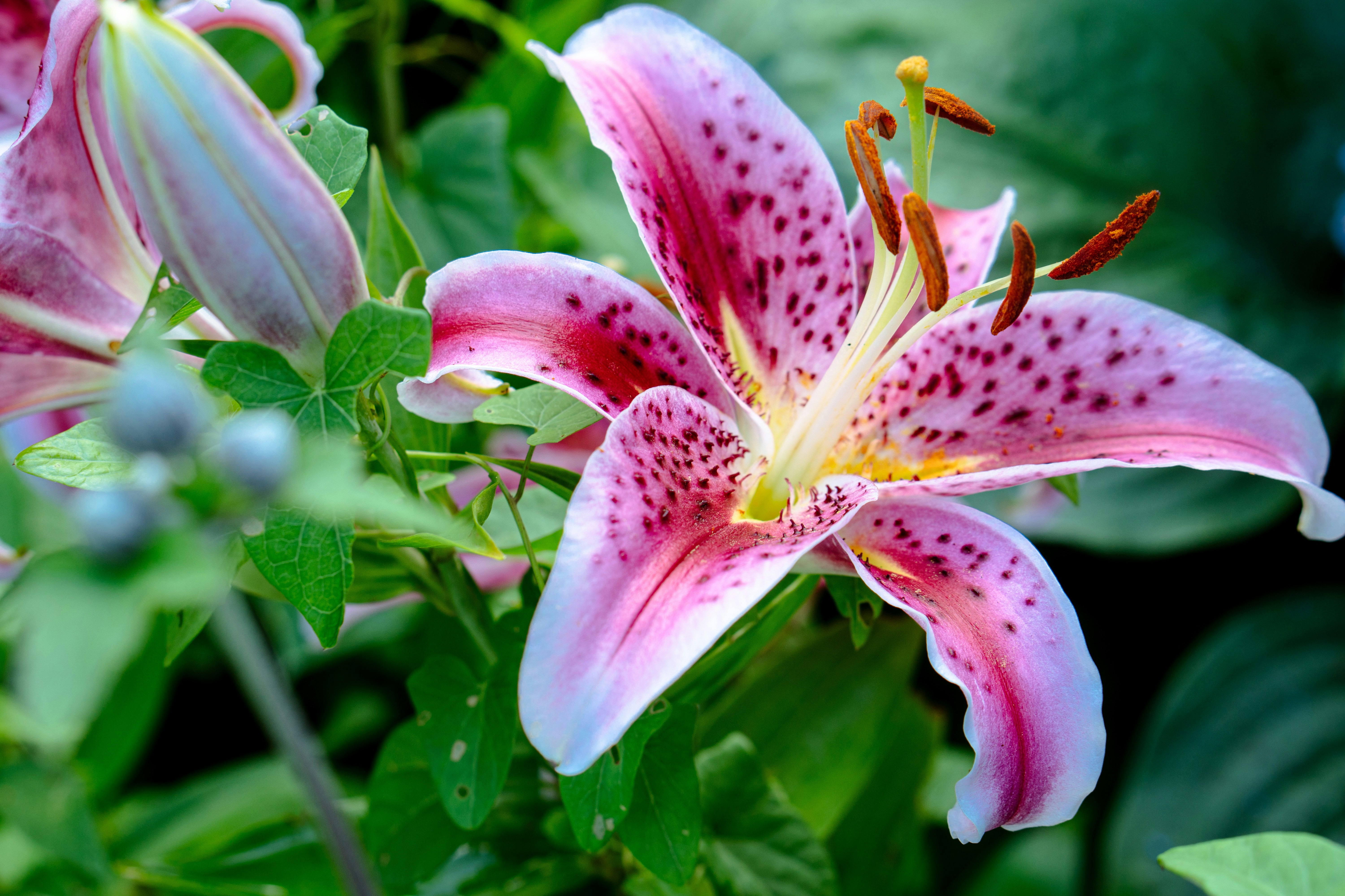 Pink lily with dark spots in a garden.
