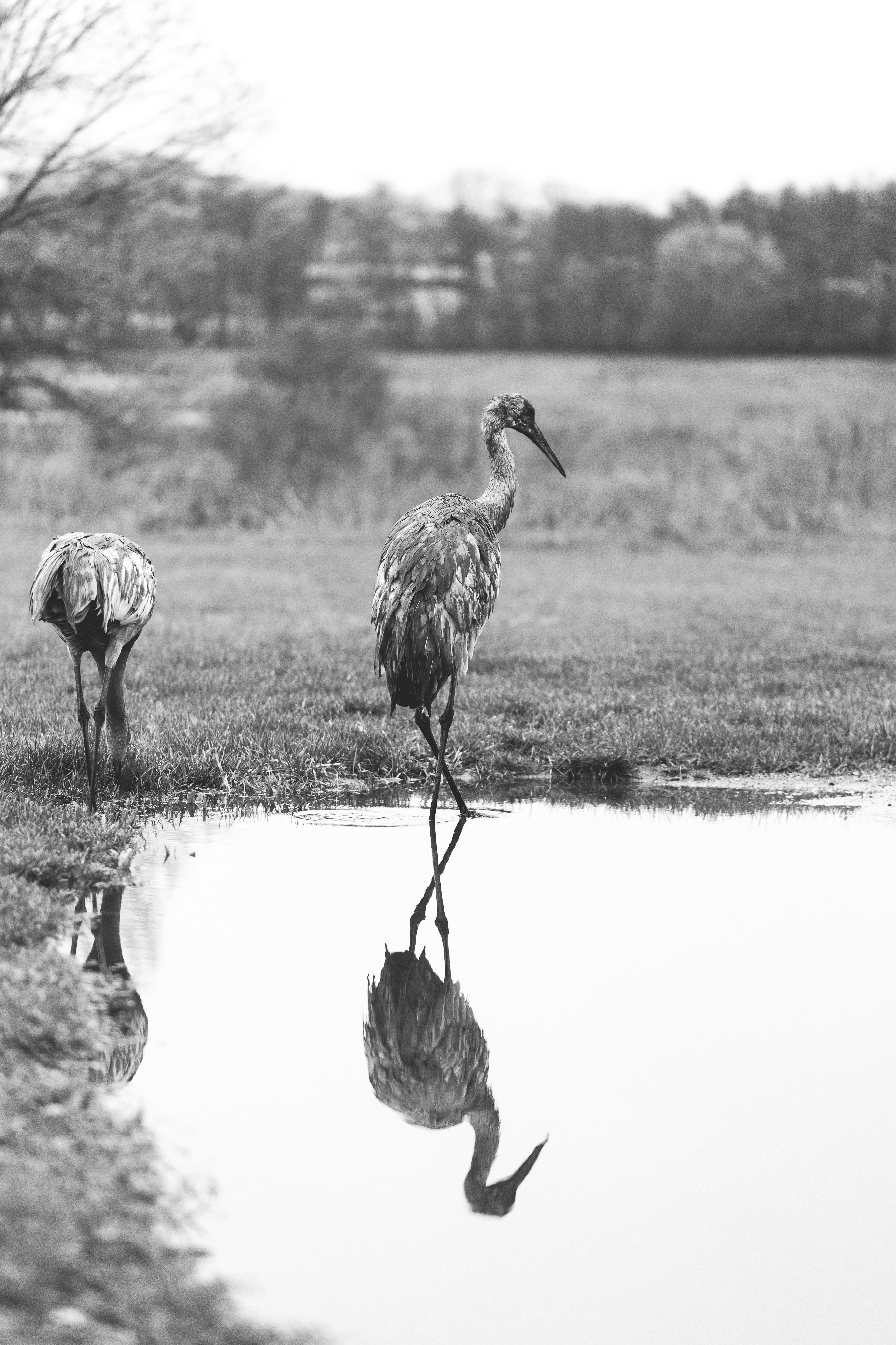 Deux grues se reflétant dans l’eau sur un champ herbeux.