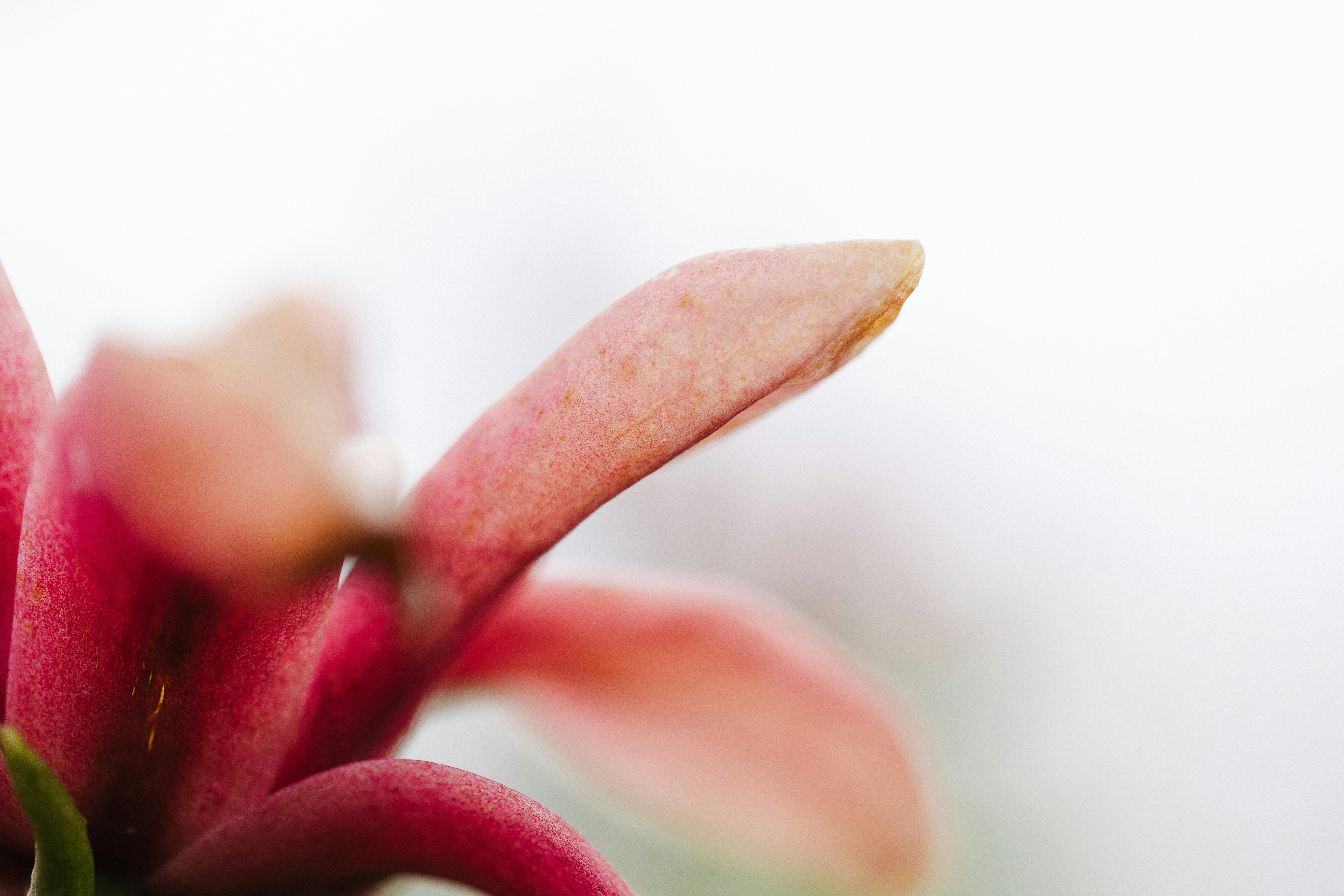 Gros plan de délicats pétales de fleurs roses sur fond blanc.