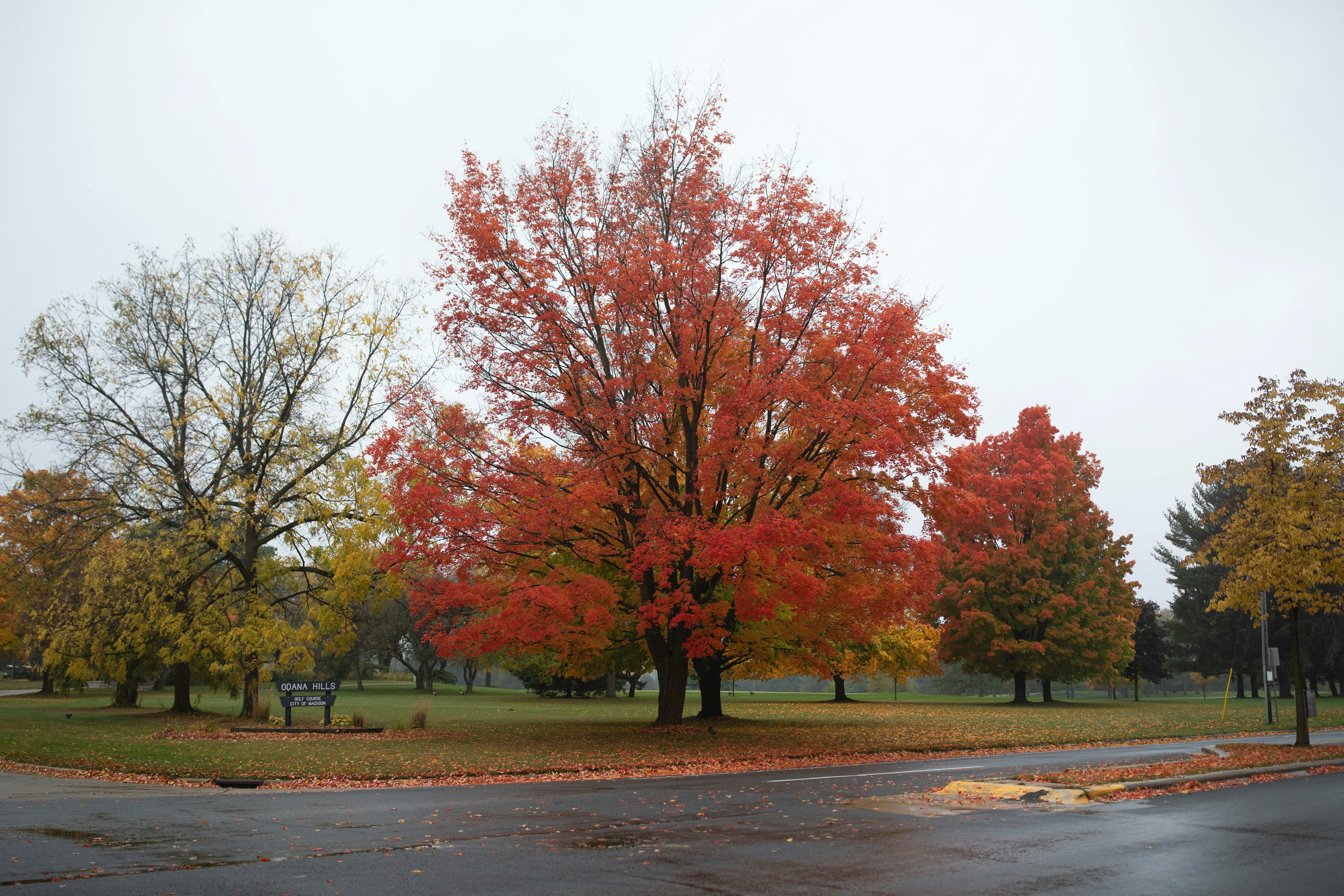 Un arbre rouge vif se dresse dans un parc en automne.