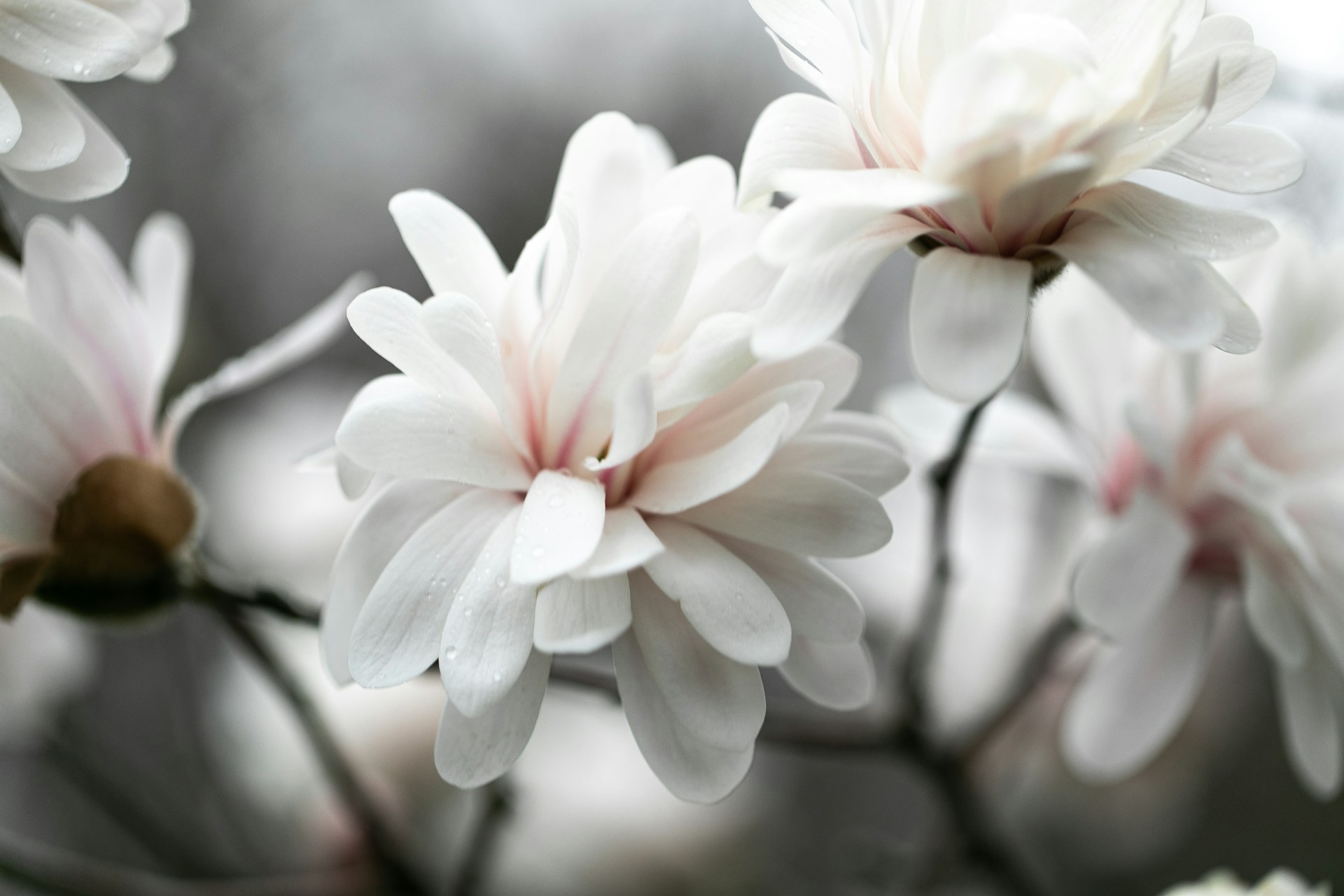 Delicate white star magnolia flowers bloom on a branch.