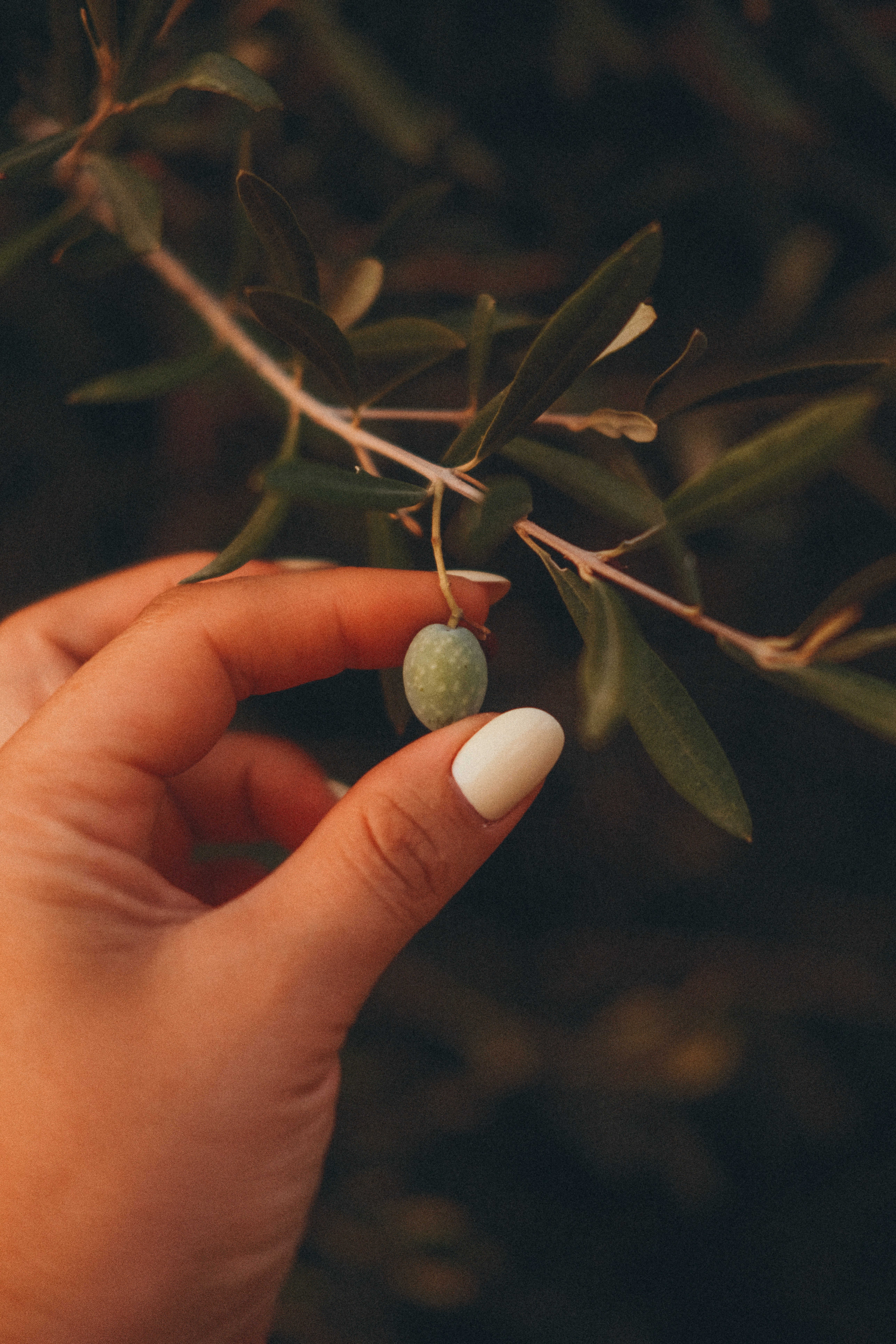 olive oil nails