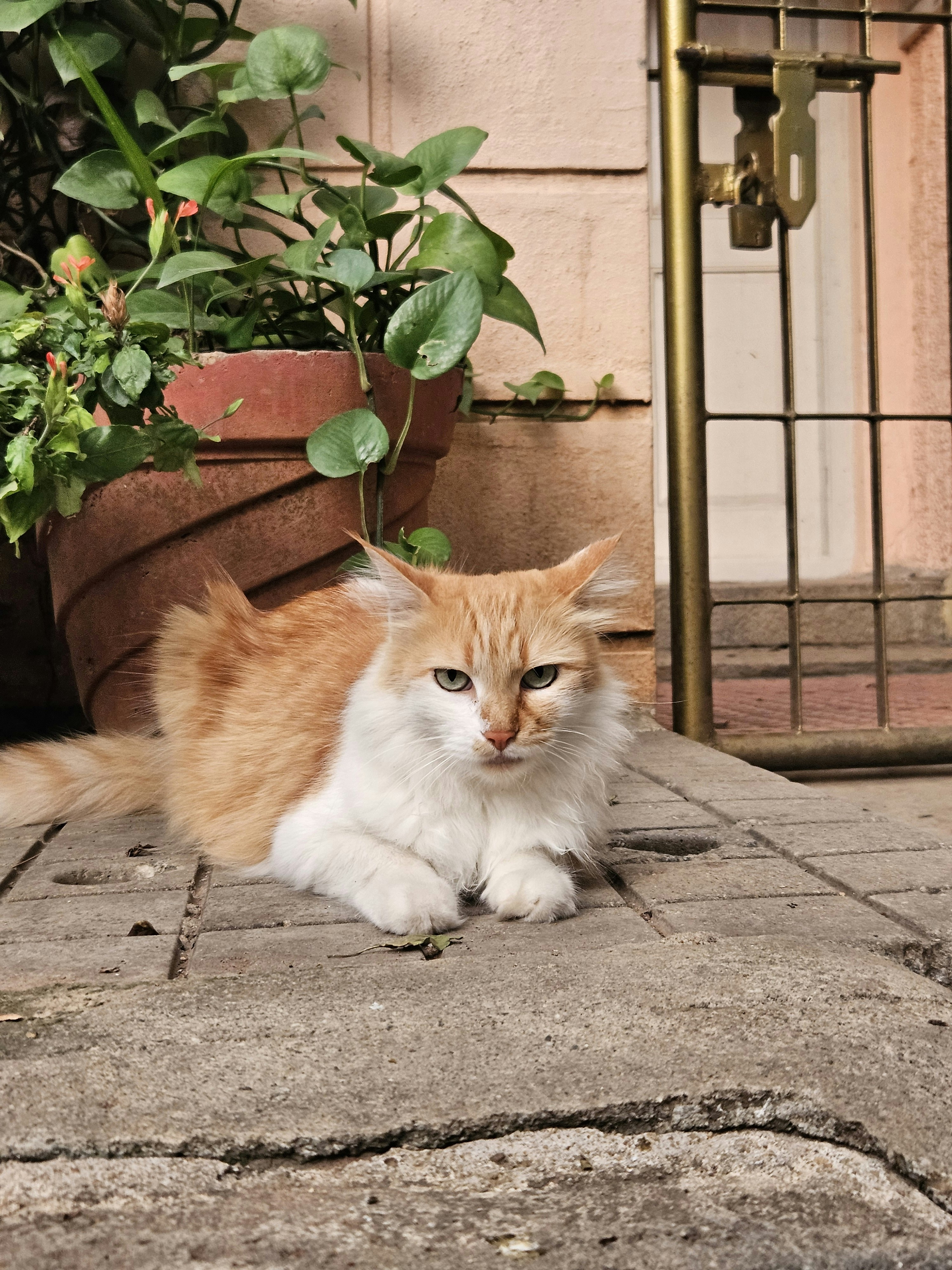 Photo by priyanshh32