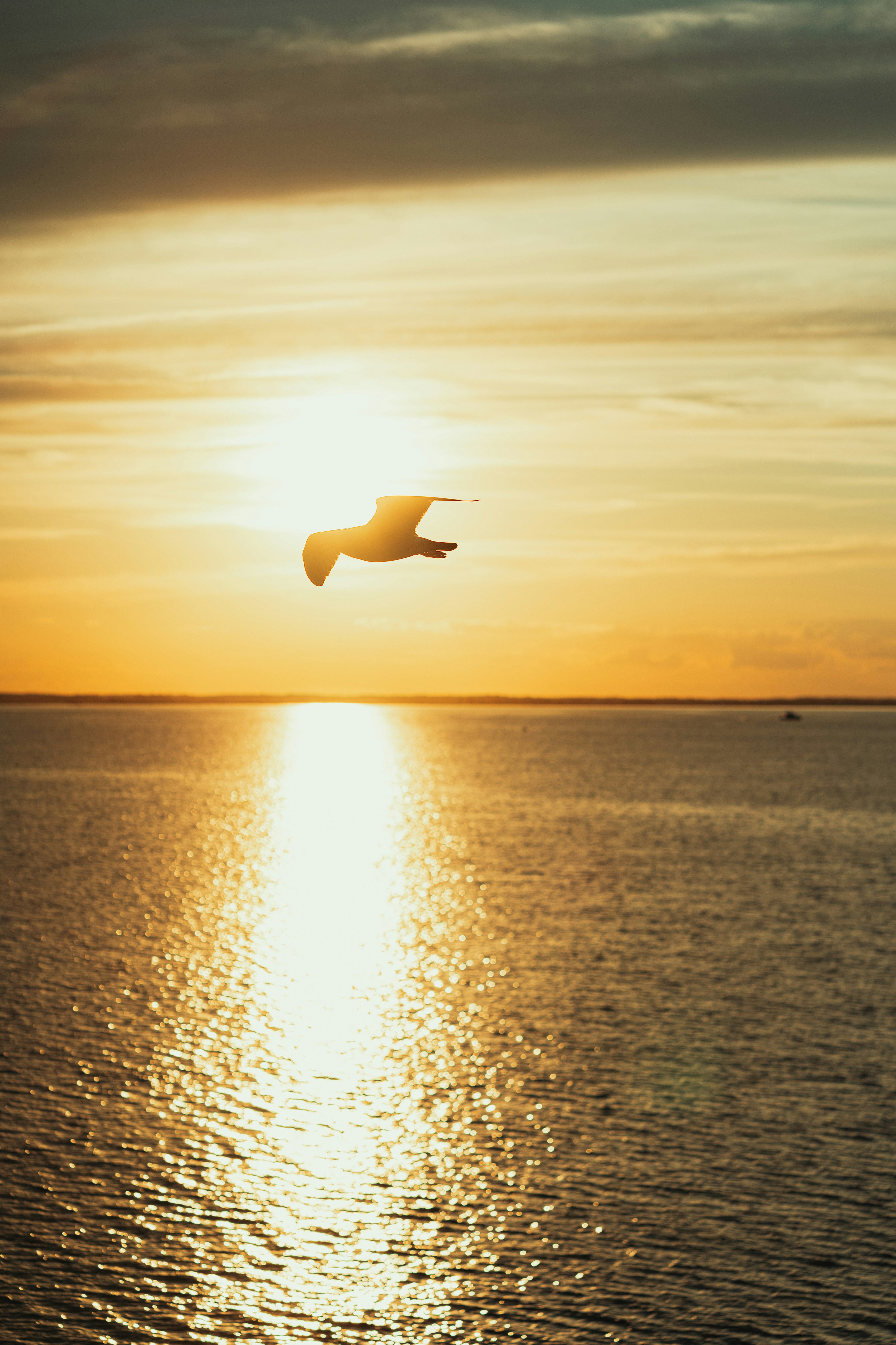 Gaivota voando sobre o oceano ao pôr do sol