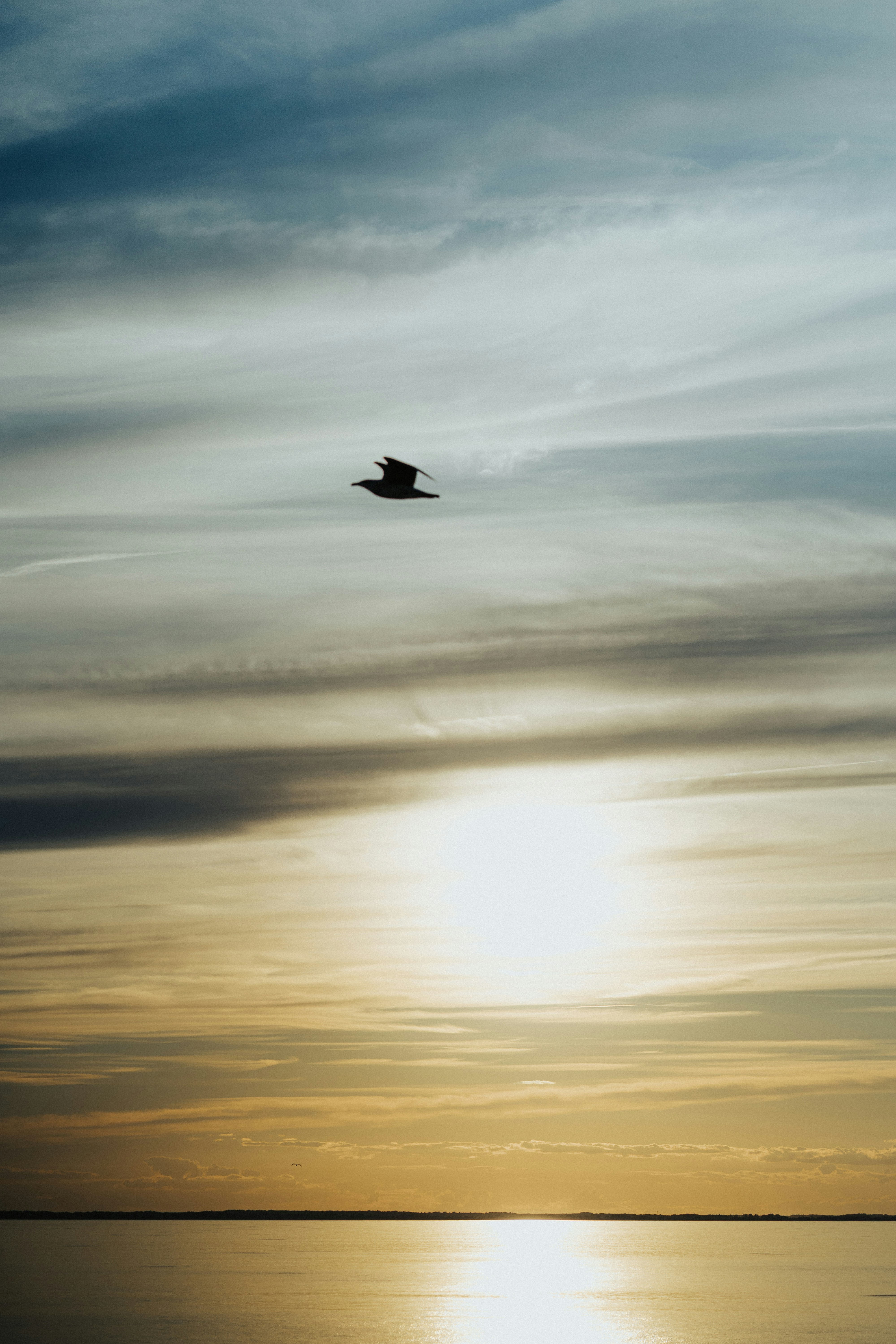 Um pássaro voa através de um pôr do sol sobre a água.