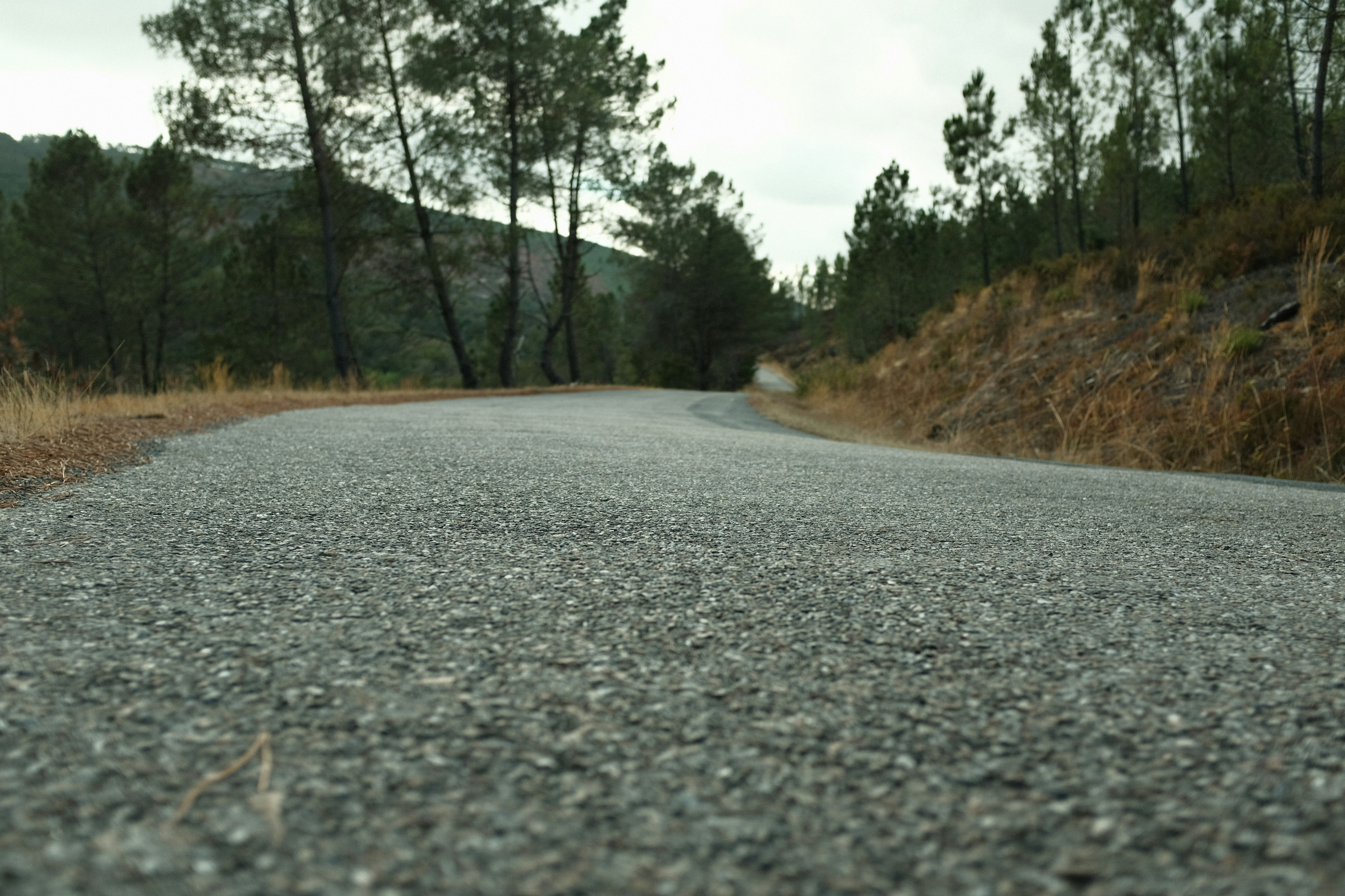 Empty asphalt road curving through a forest
