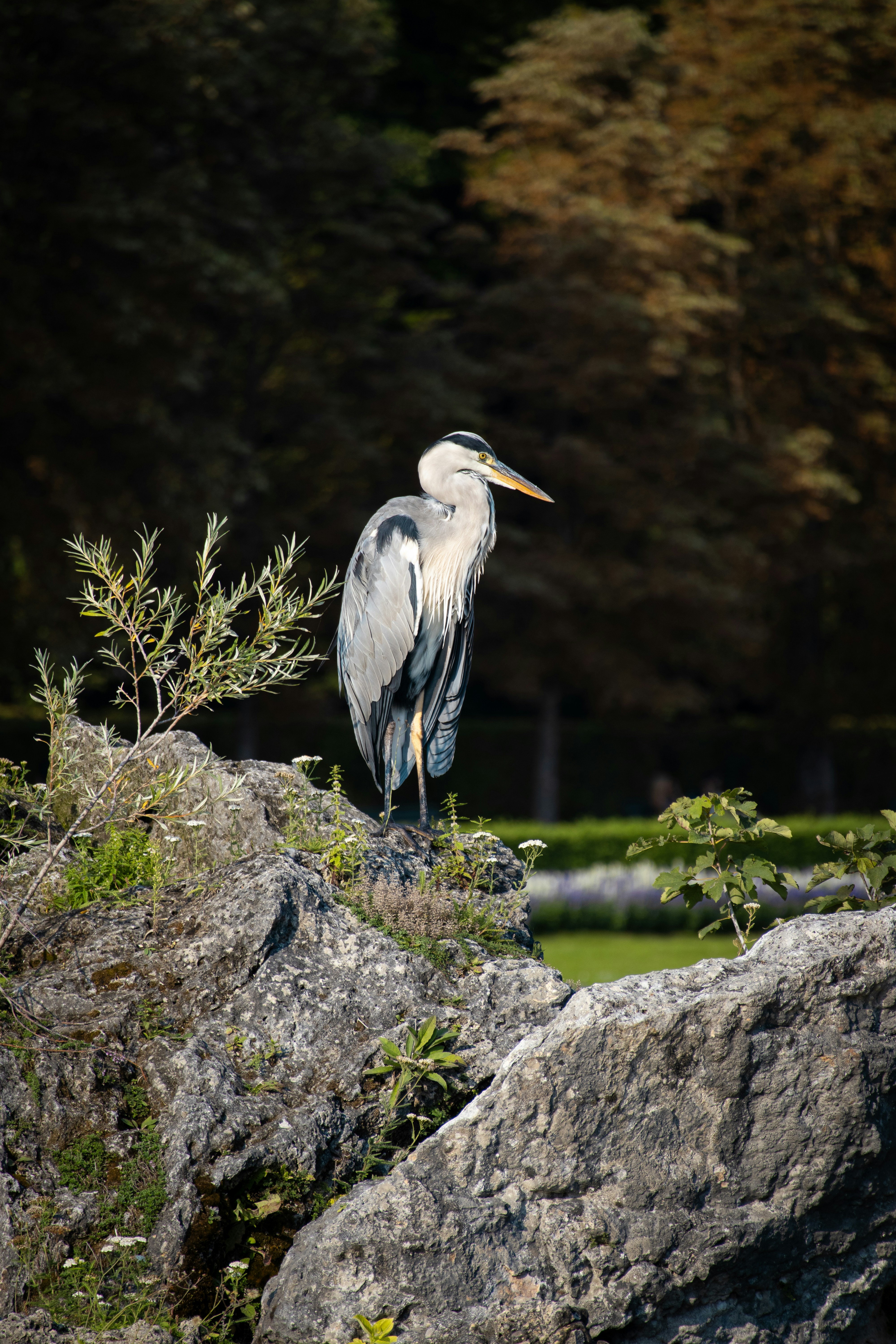 Photo by davidfucsku