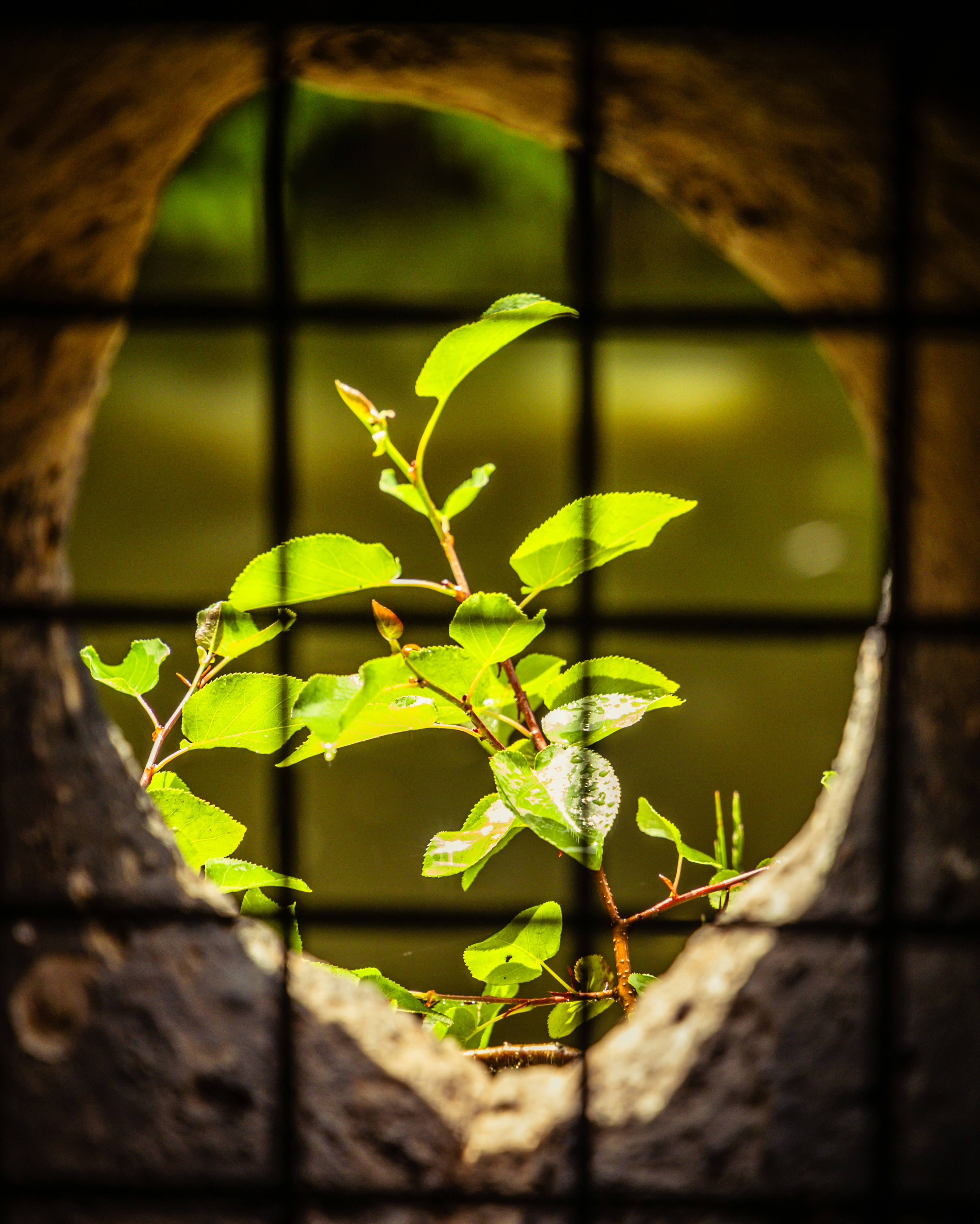 Building Resilience: Overcoming Life's Challenges