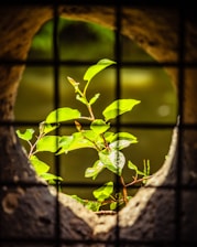 stress attention resilience workshop training courses mental health