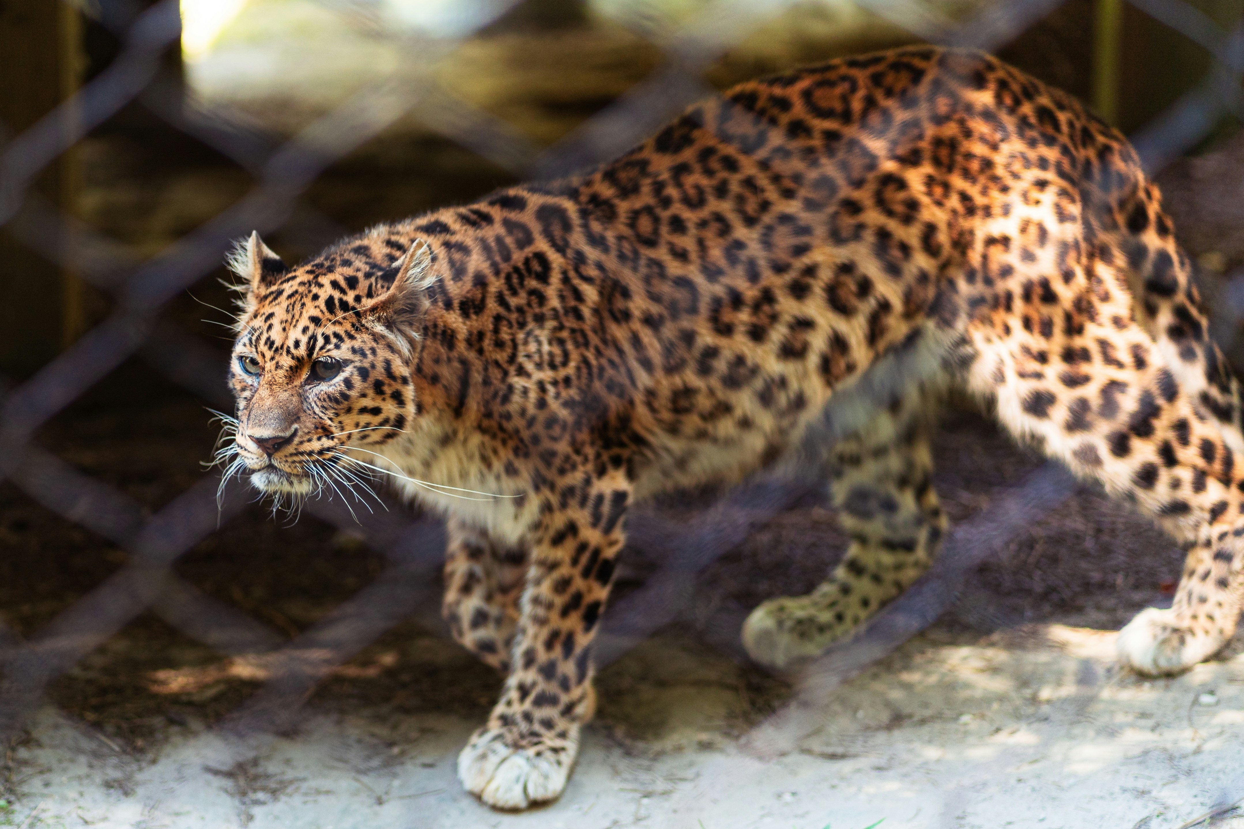 Um leopardo caminha cautelosamente atrás de uma cerca