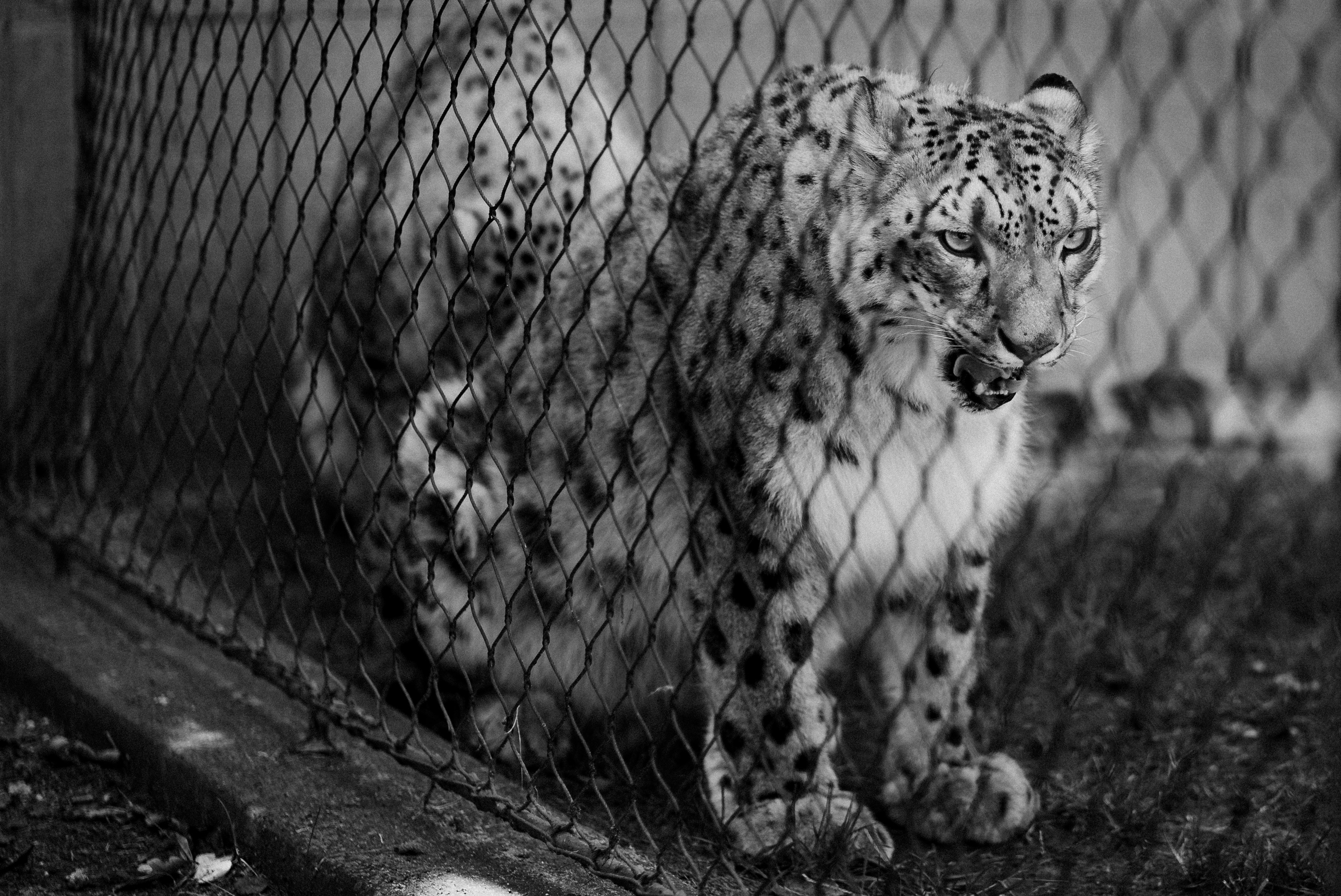 Um leopardo-das-neves atrás de uma cerca de arame