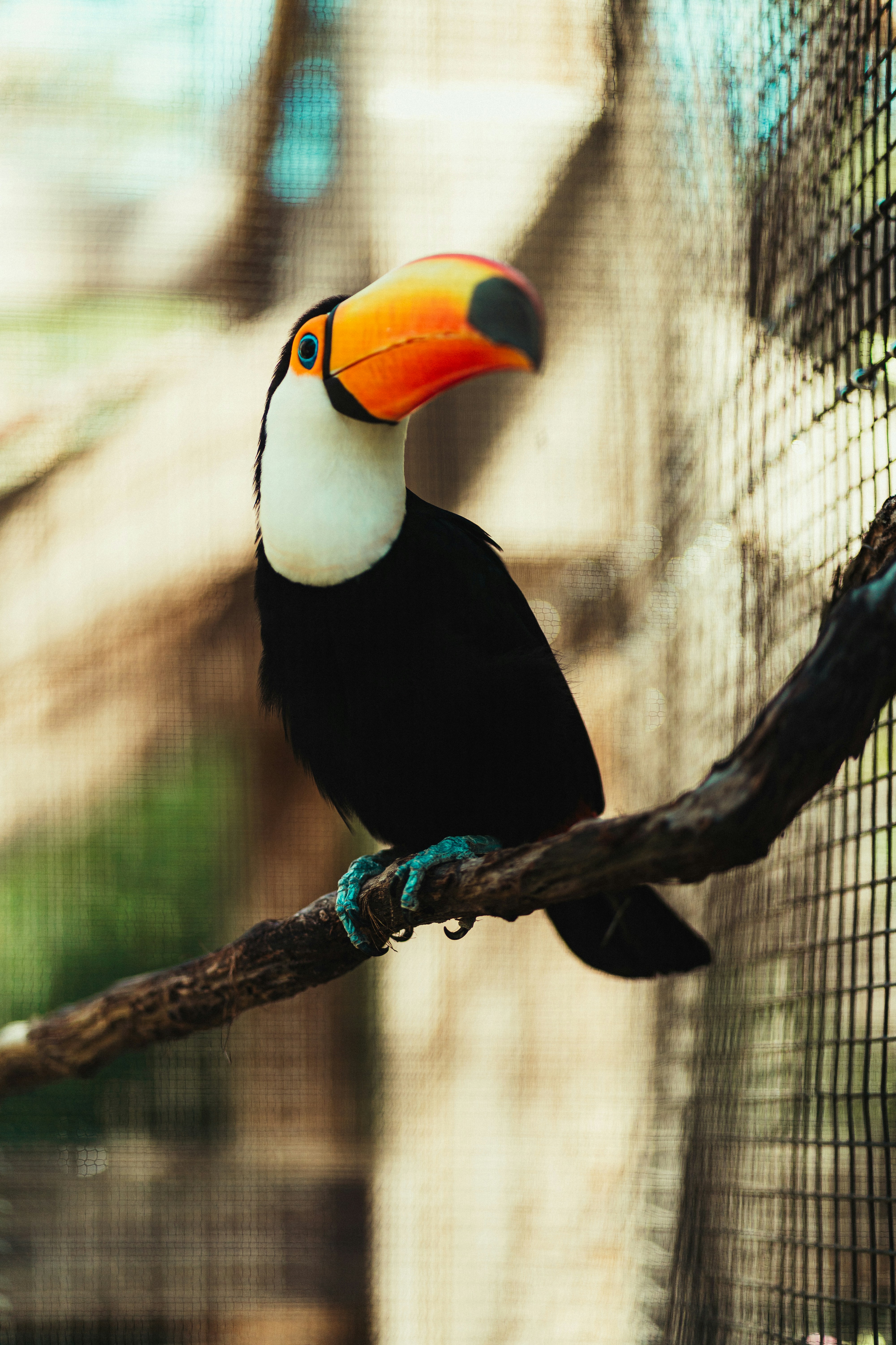 Um tucano empoleirado em um galho dentro de uma gaiola.