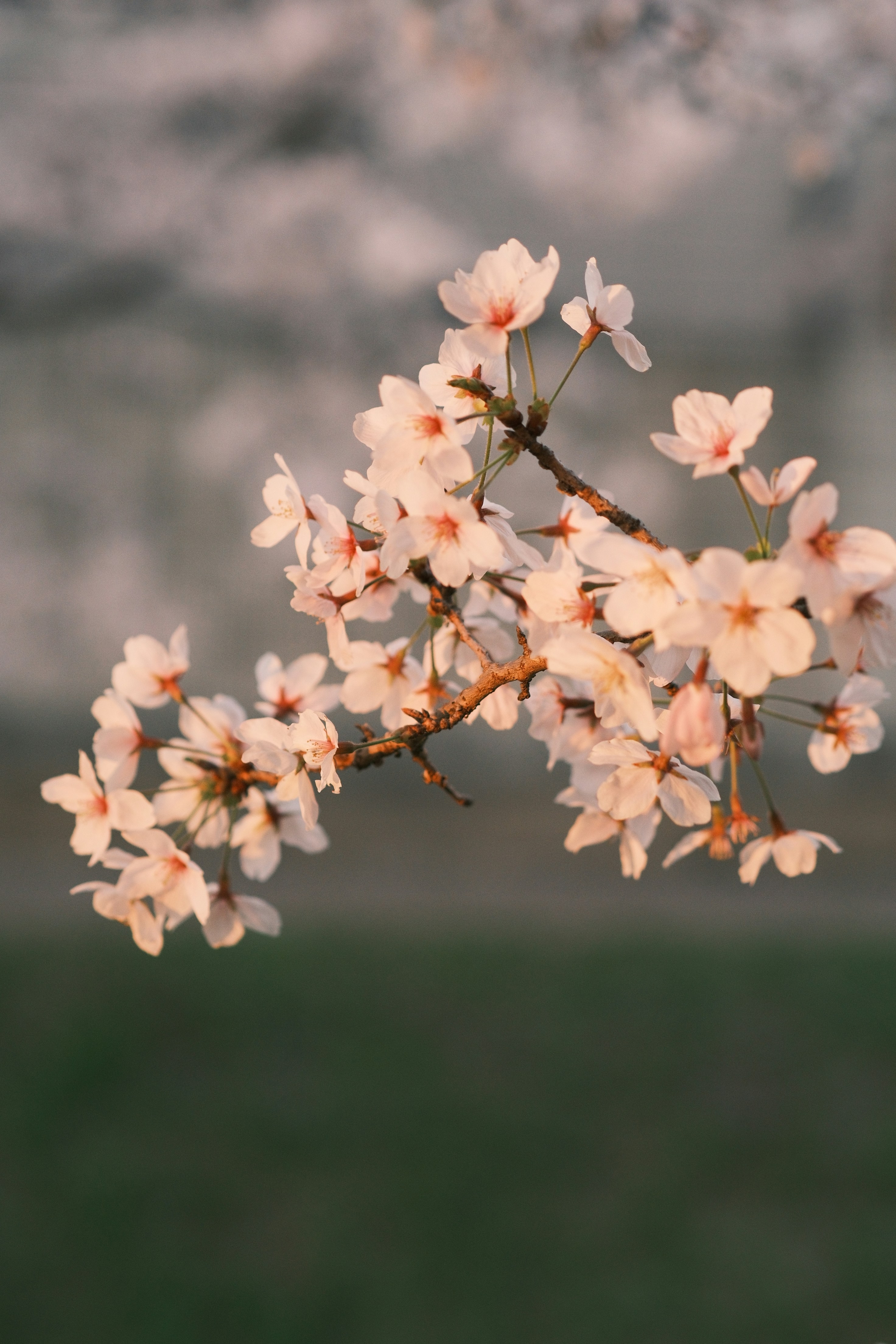 Delicate cherry blossoms bloom on a branch.