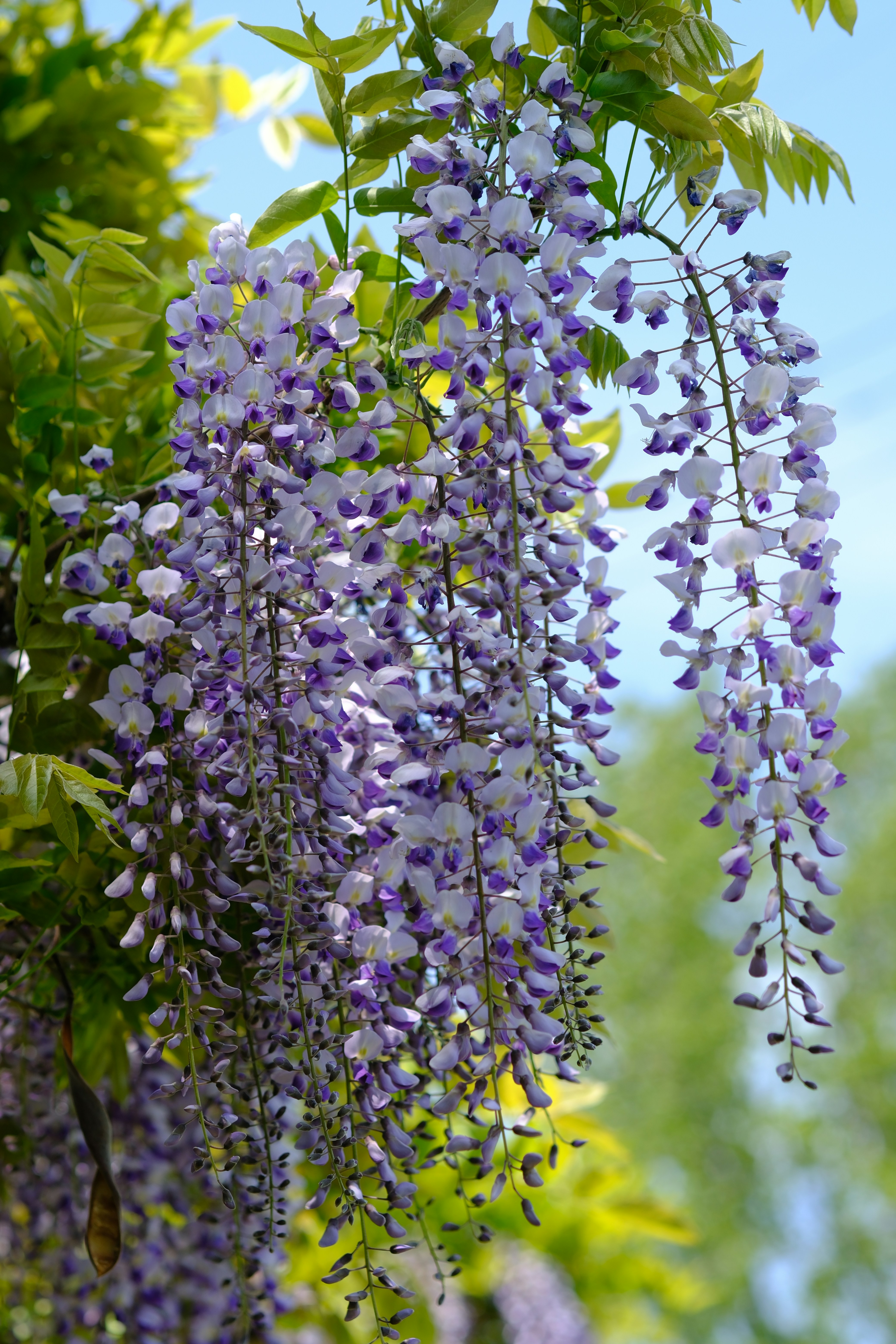 Flores de glicínias roxas em cascata florescem à luz do sol. foto – Imagem  grátis sobre Flor na Unsplash, image size:3000x4500