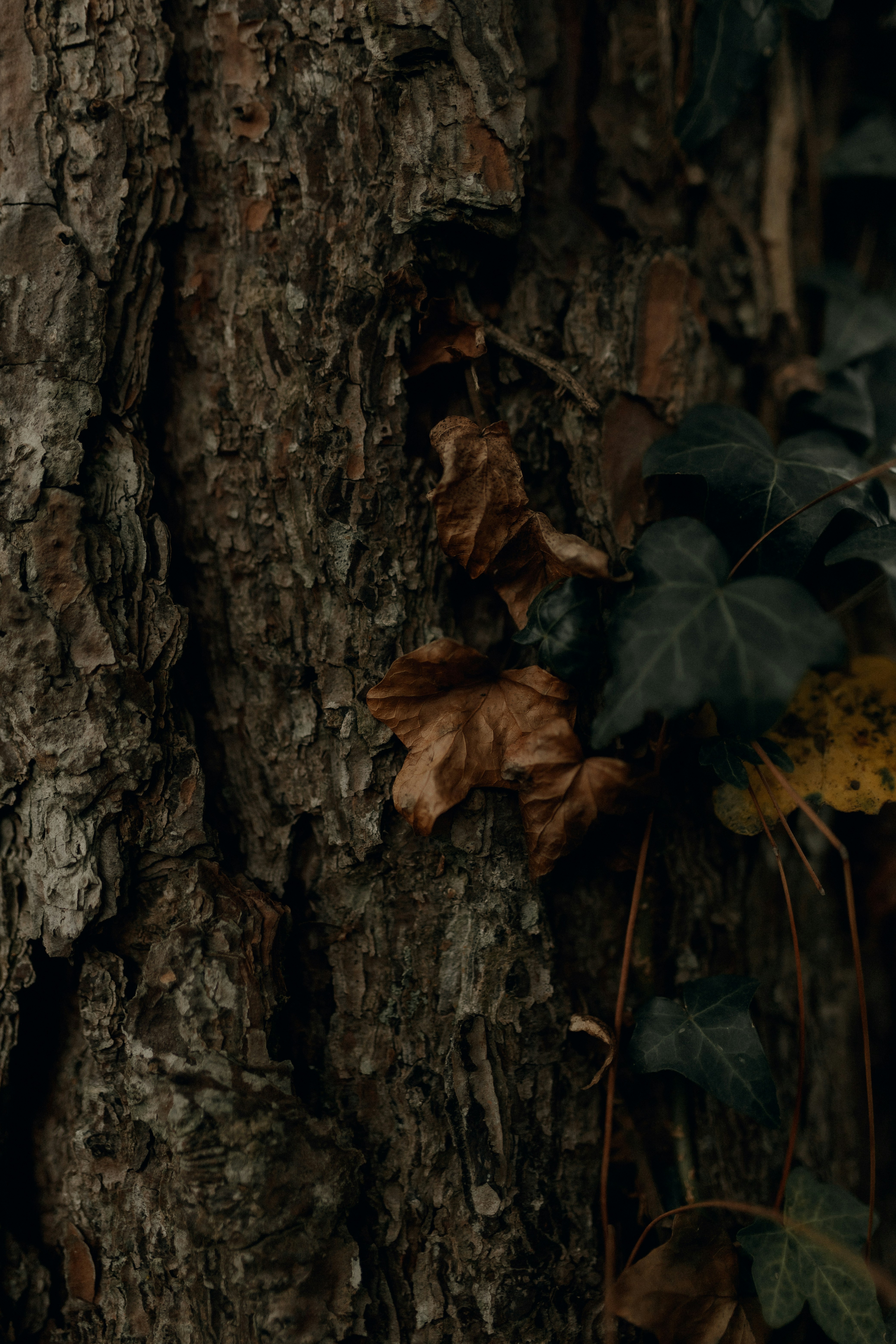 Photo by alexandermassph