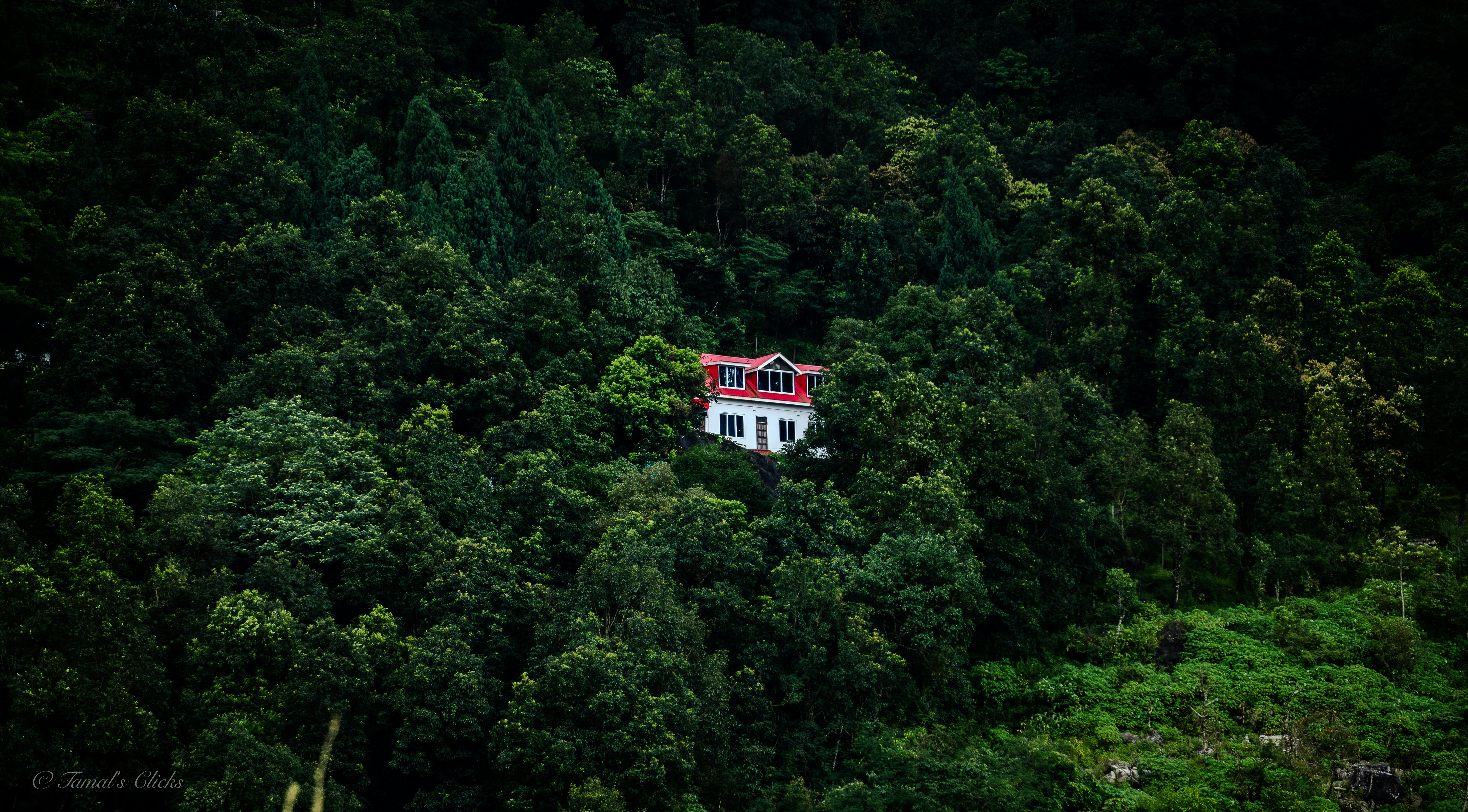 White house nestled within a dense green forest.