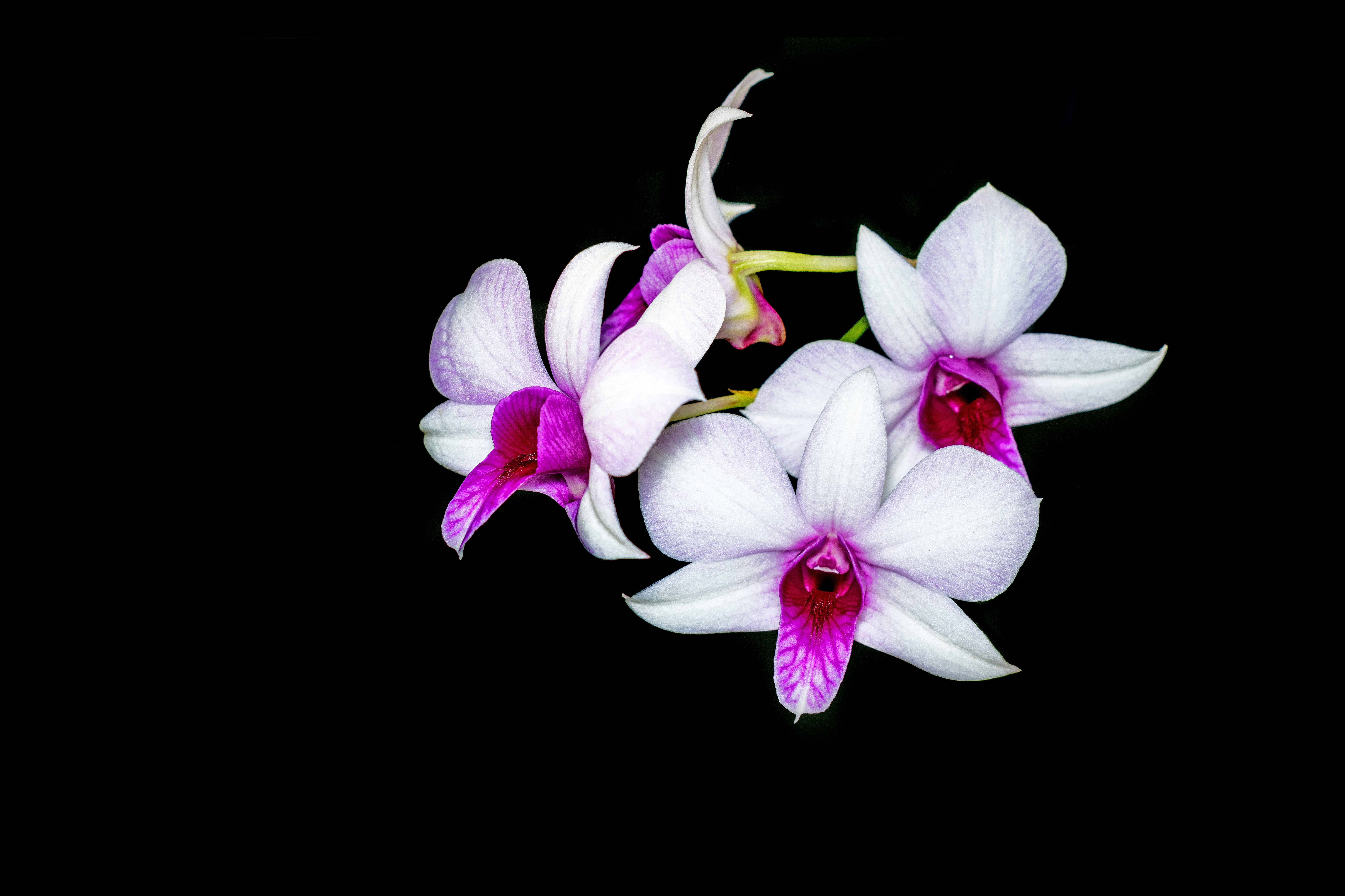 Orchidées blanches et violettes délicates sur fond noir photo – Image  gratuite de Fleur sur Unsplash, image size:3000x2000