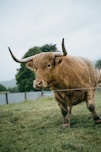 A shaggy highland cow with long horns stands in a field.