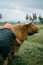 Man petting a shaggy brown bull in a field.