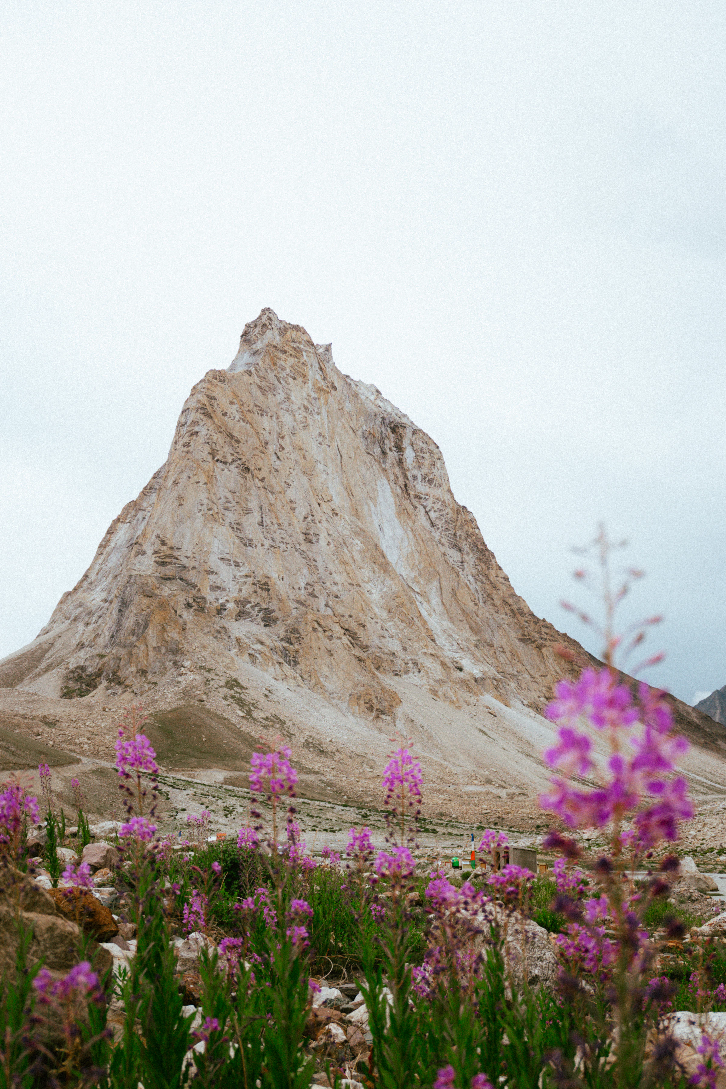 A high mountain peak with wildflowers in the foreground