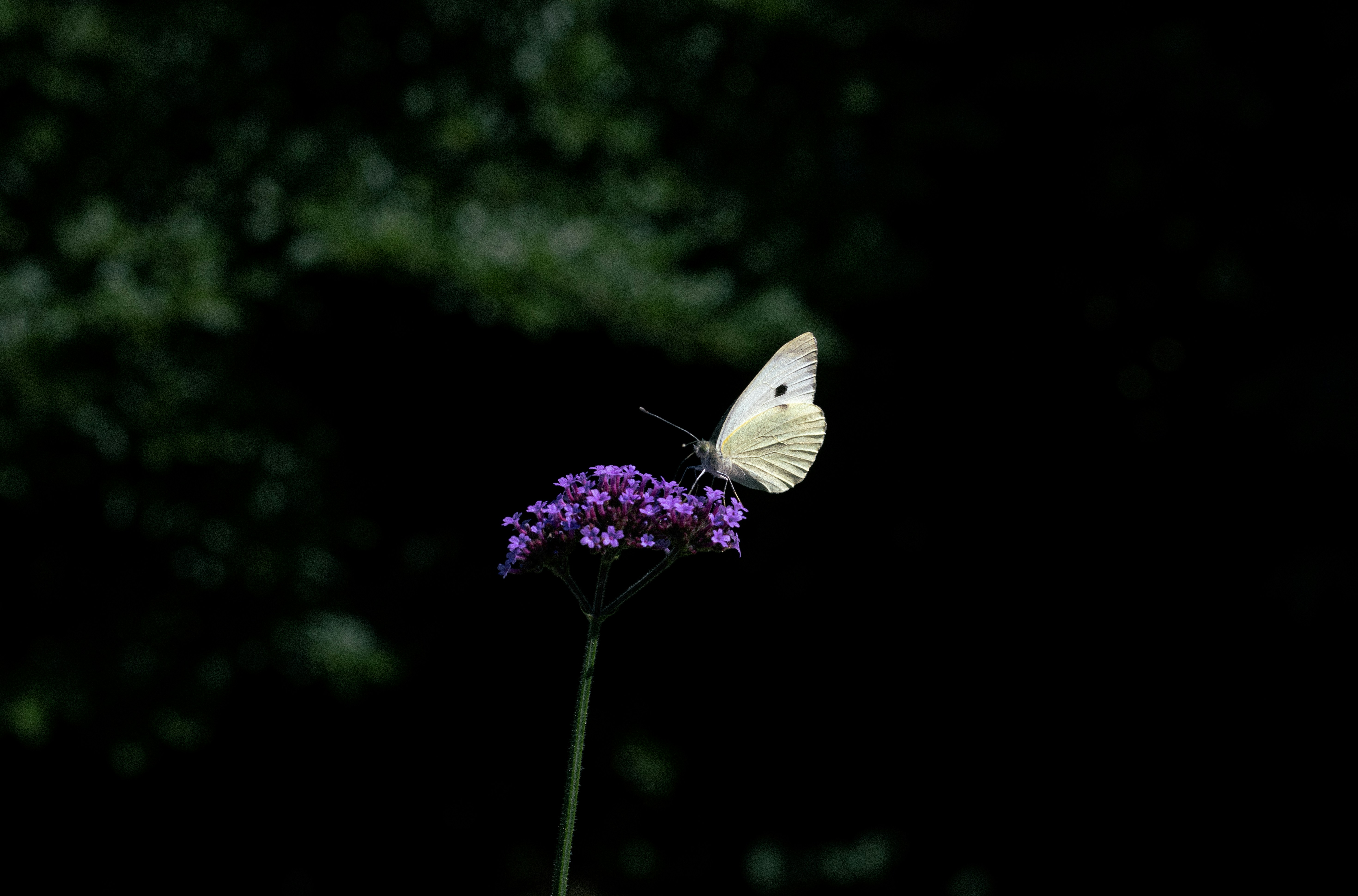 Photo by reinisbruzitis