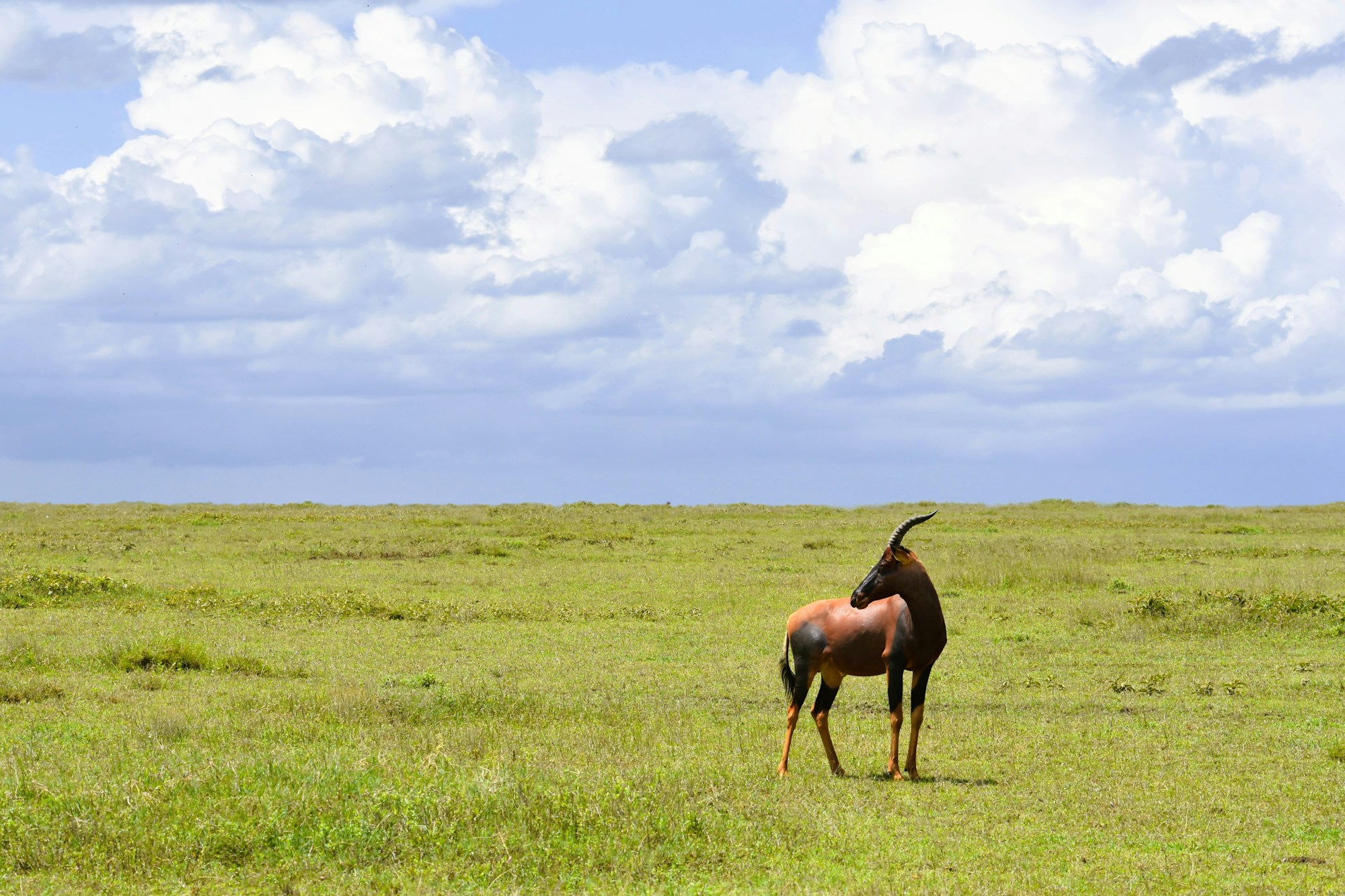 Tanzania grasslands with wildebeest in the Serengeti