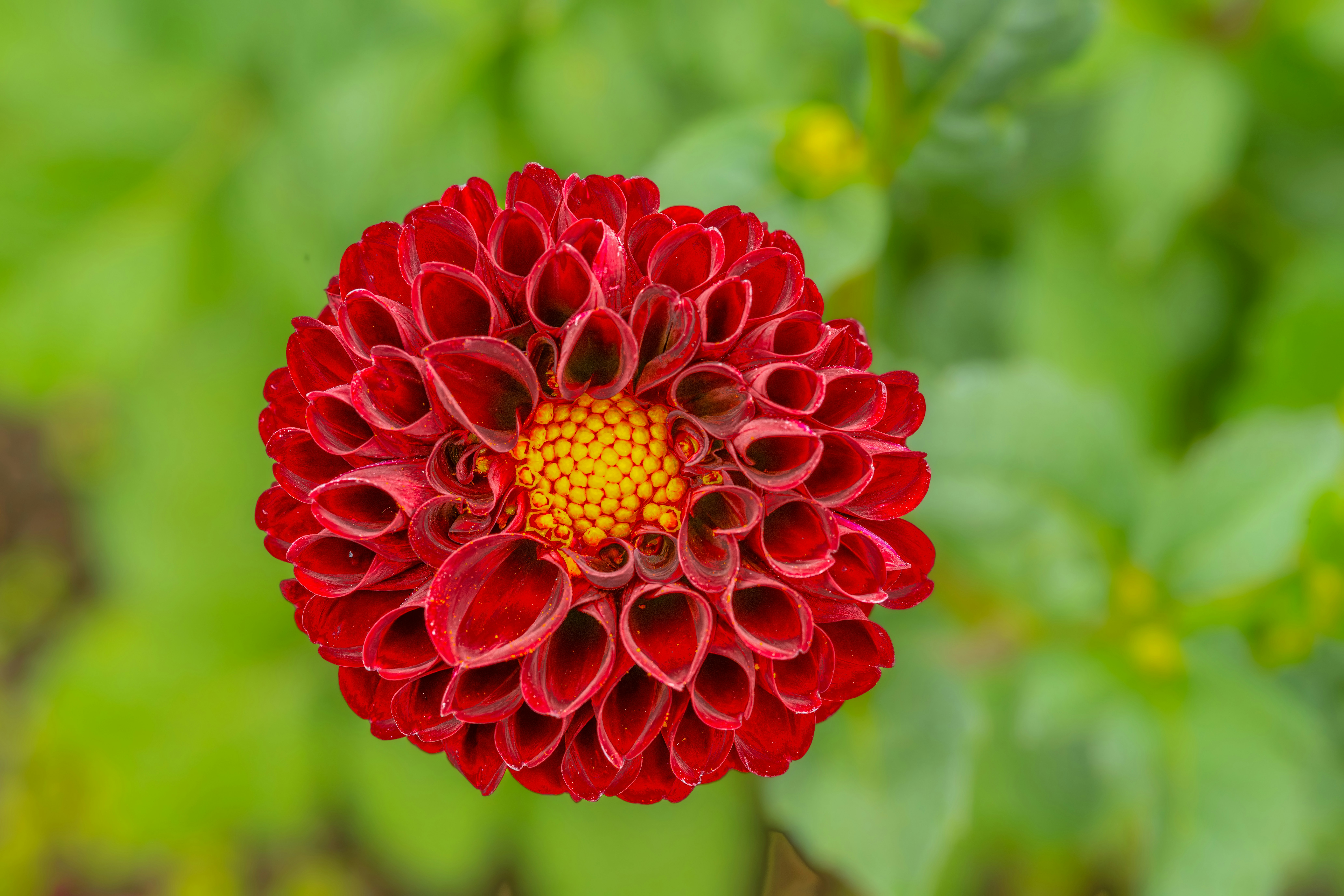 Photo by siegfriedpoepperl