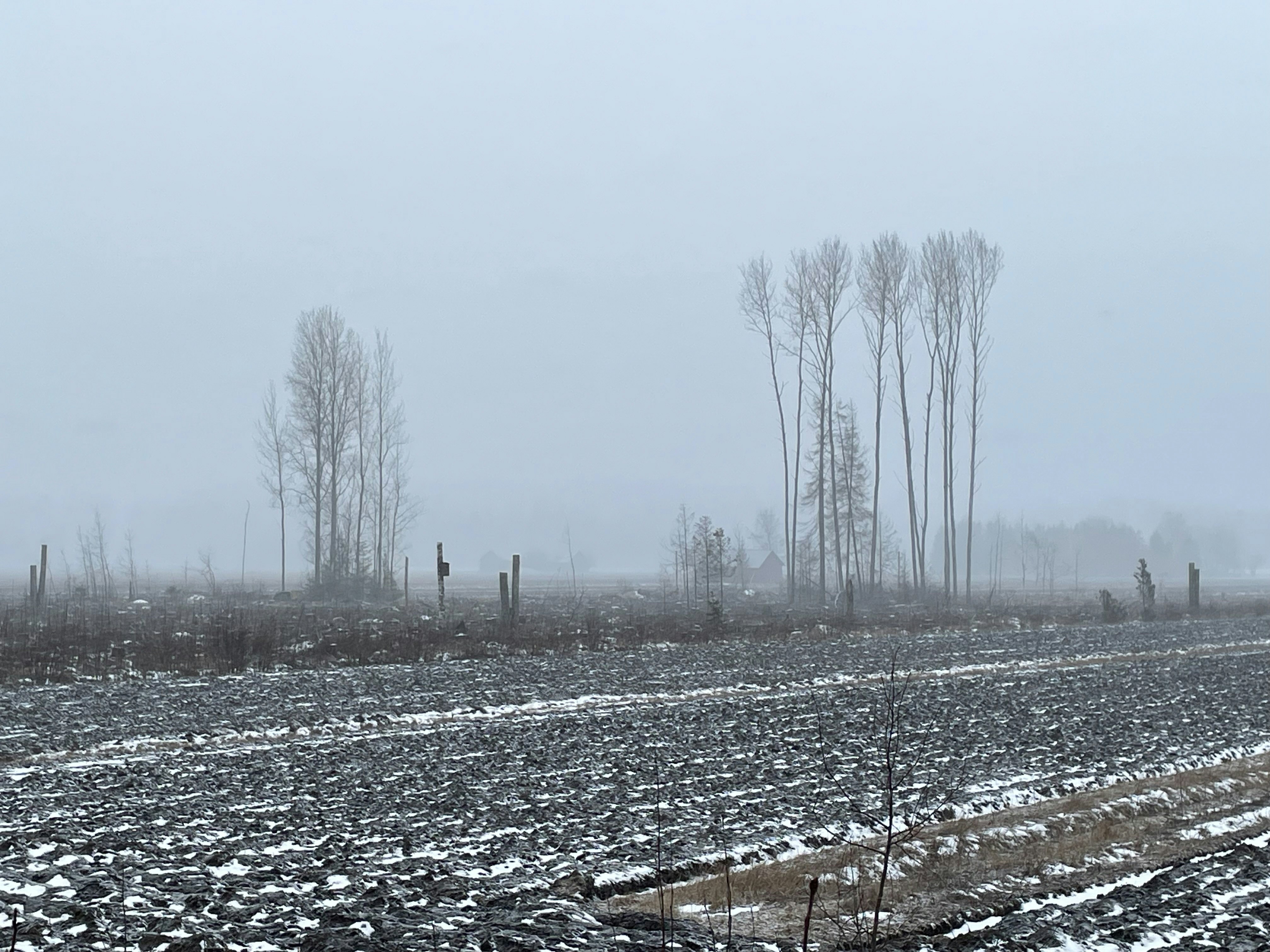 Bare trees in a snowy field under a hazy sky