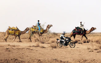 Motorcyclist follows camels across a dry, sandy landscape