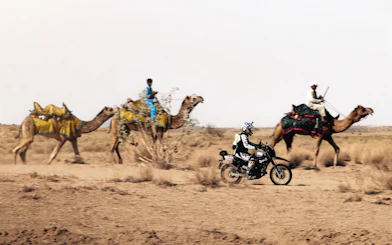 Motorcyclist follows camels across a dry, sandy landscape