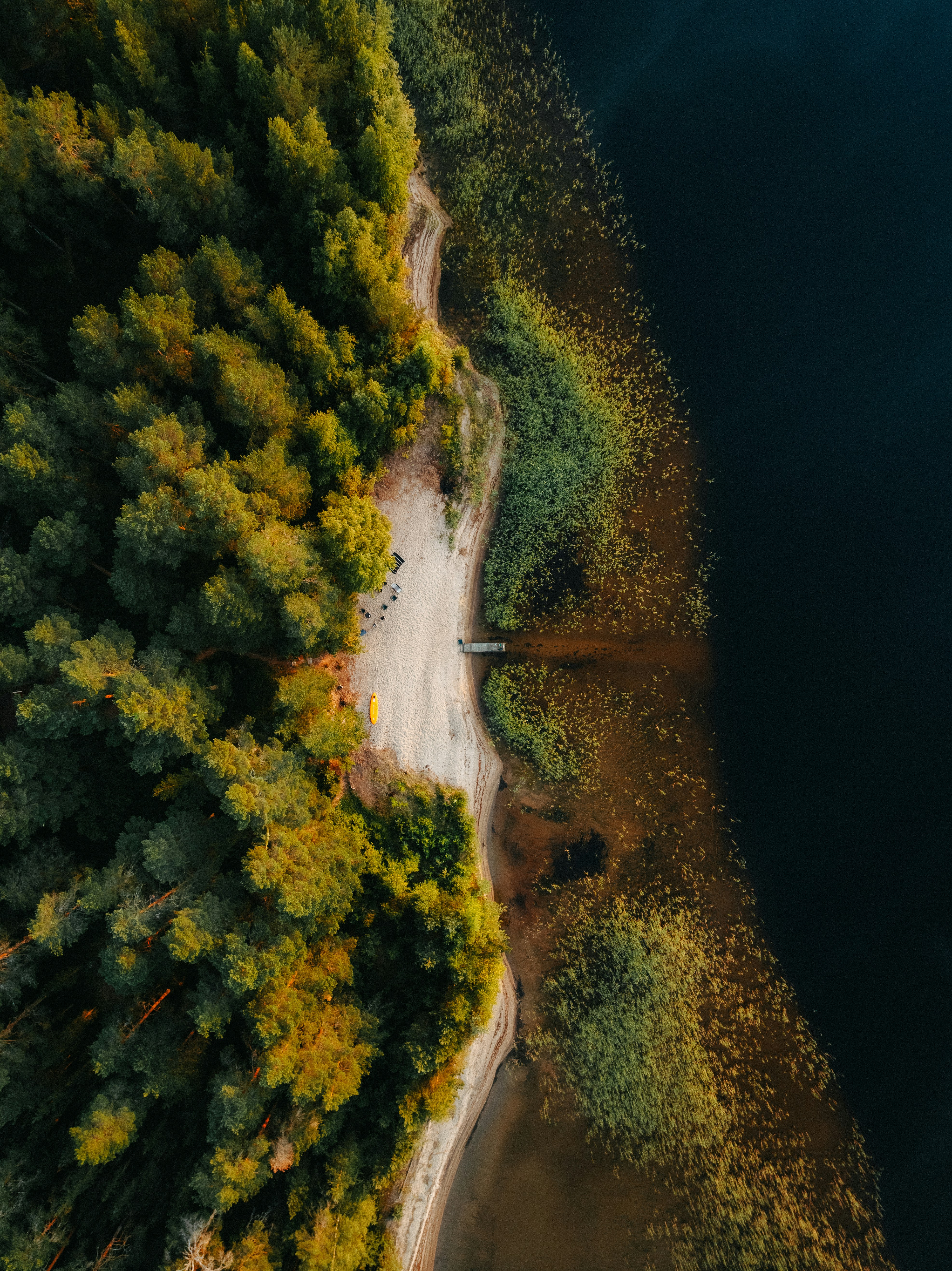 Aerial view of forest meeting dark water at sunrise.