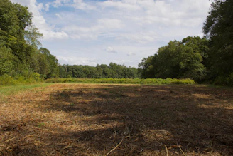 Clearing in a forest with dry grass and trees.