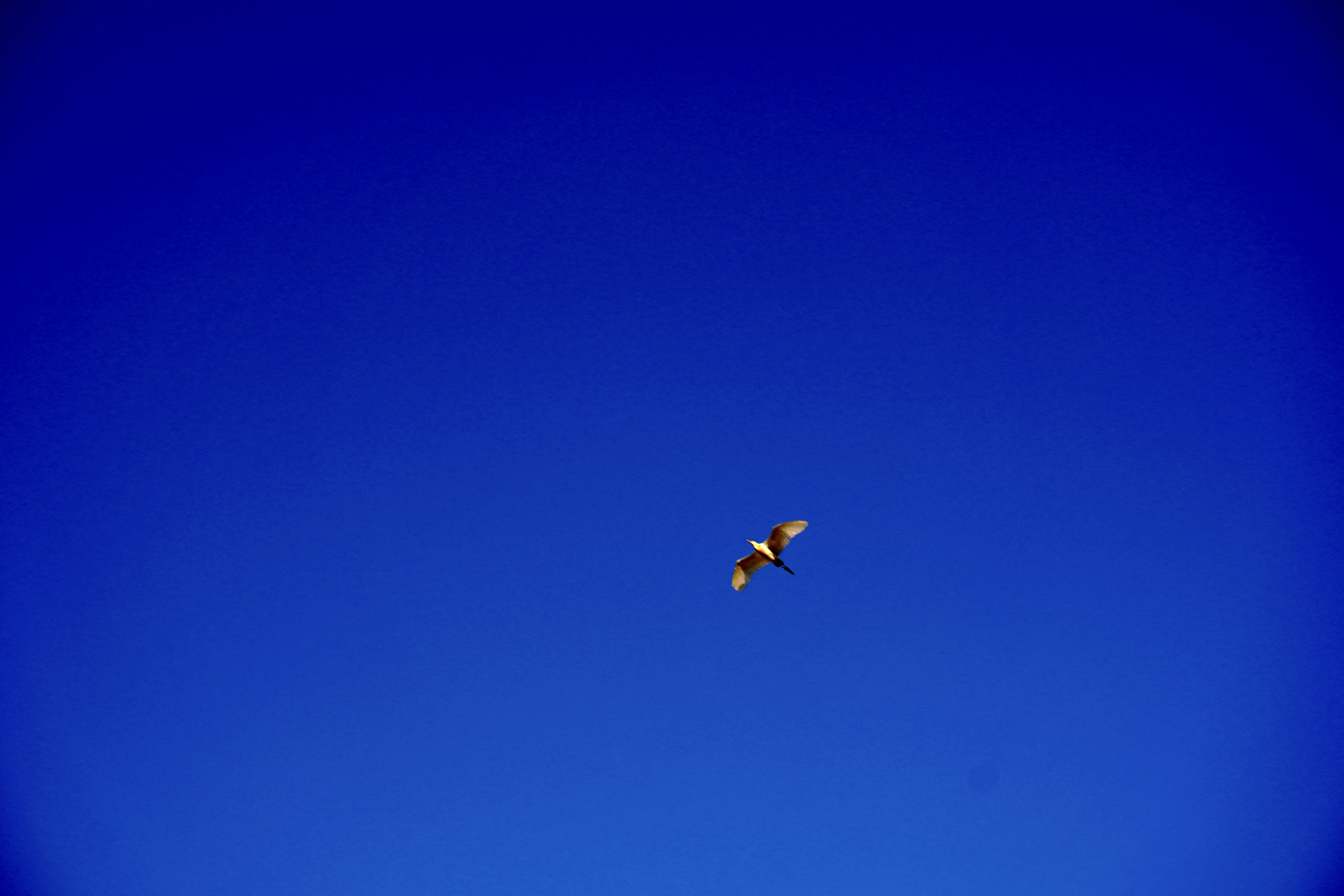 Photo by justjoker44