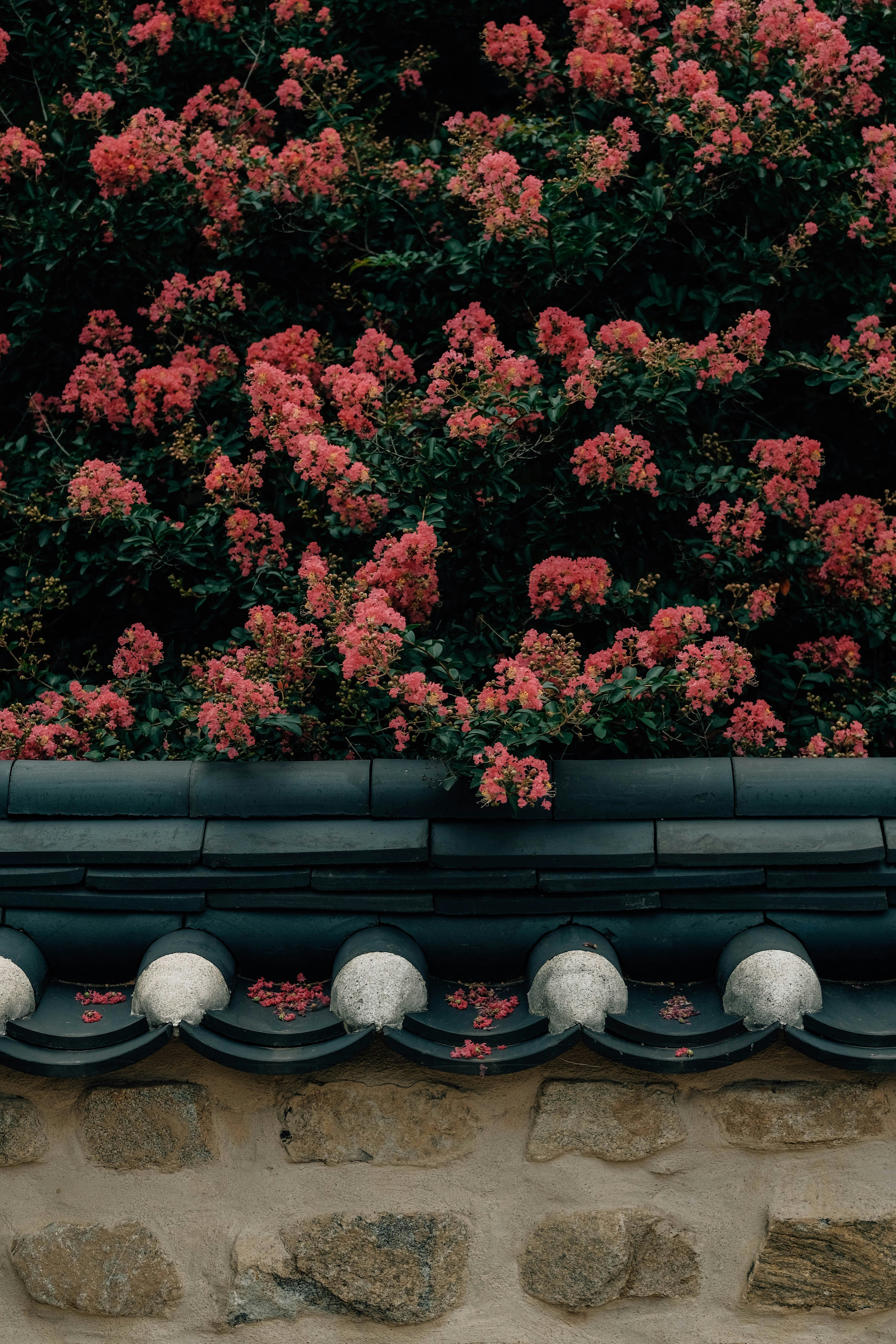 Pink flowers bloom over a stone wall.