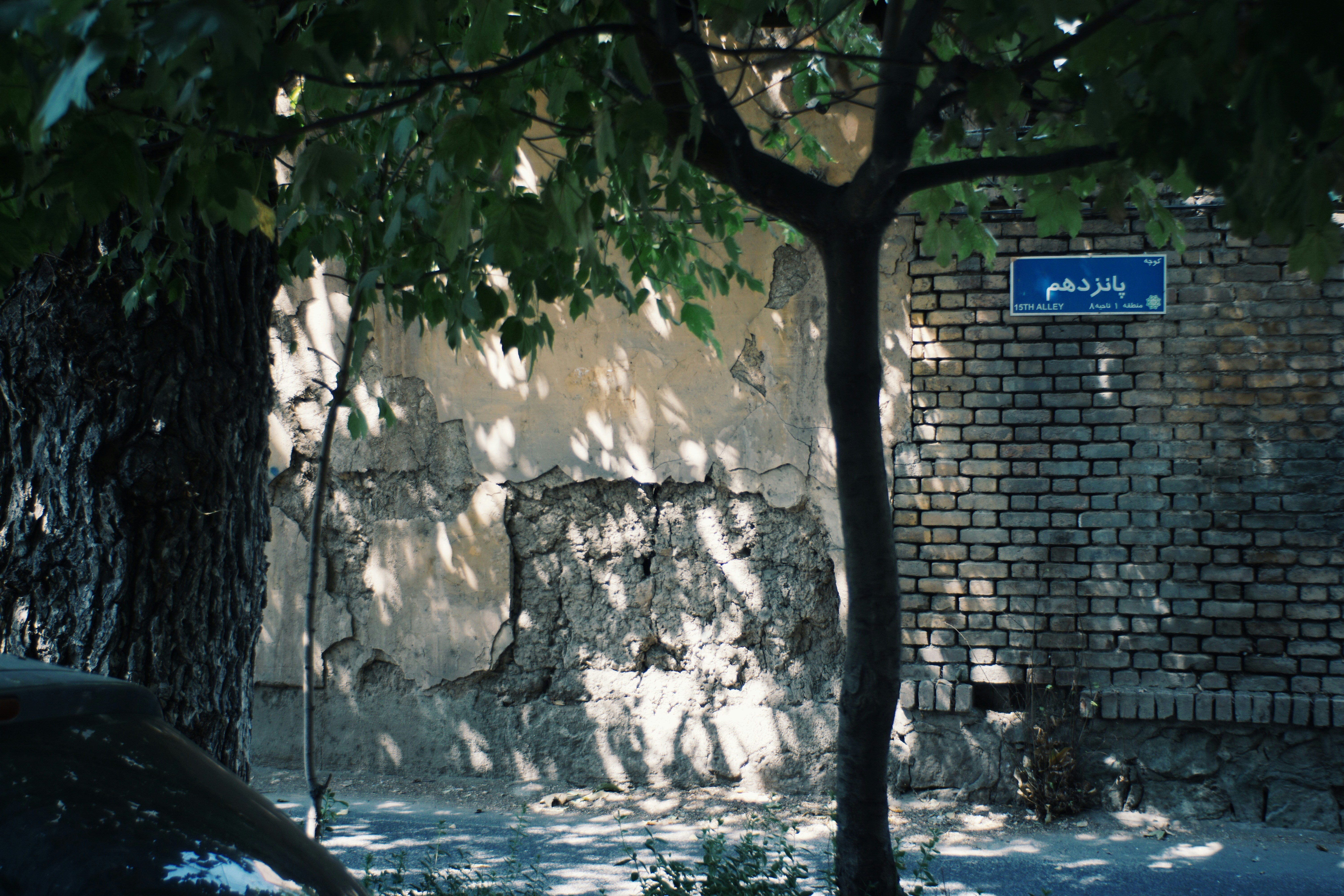 I rami degli alberi proiettano ombre su un muro di mattoni.
