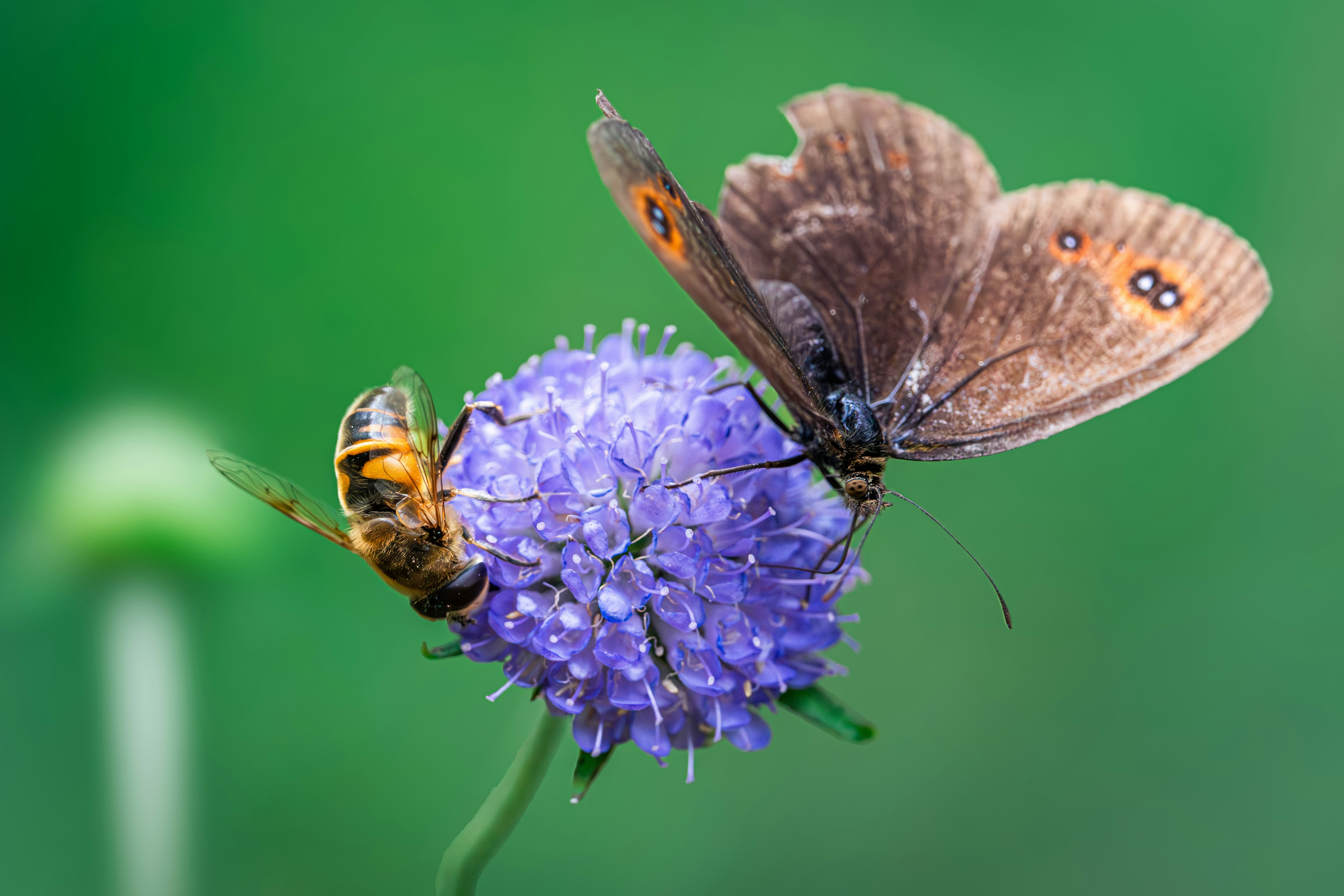 A butterfly and bee on a purple flower
