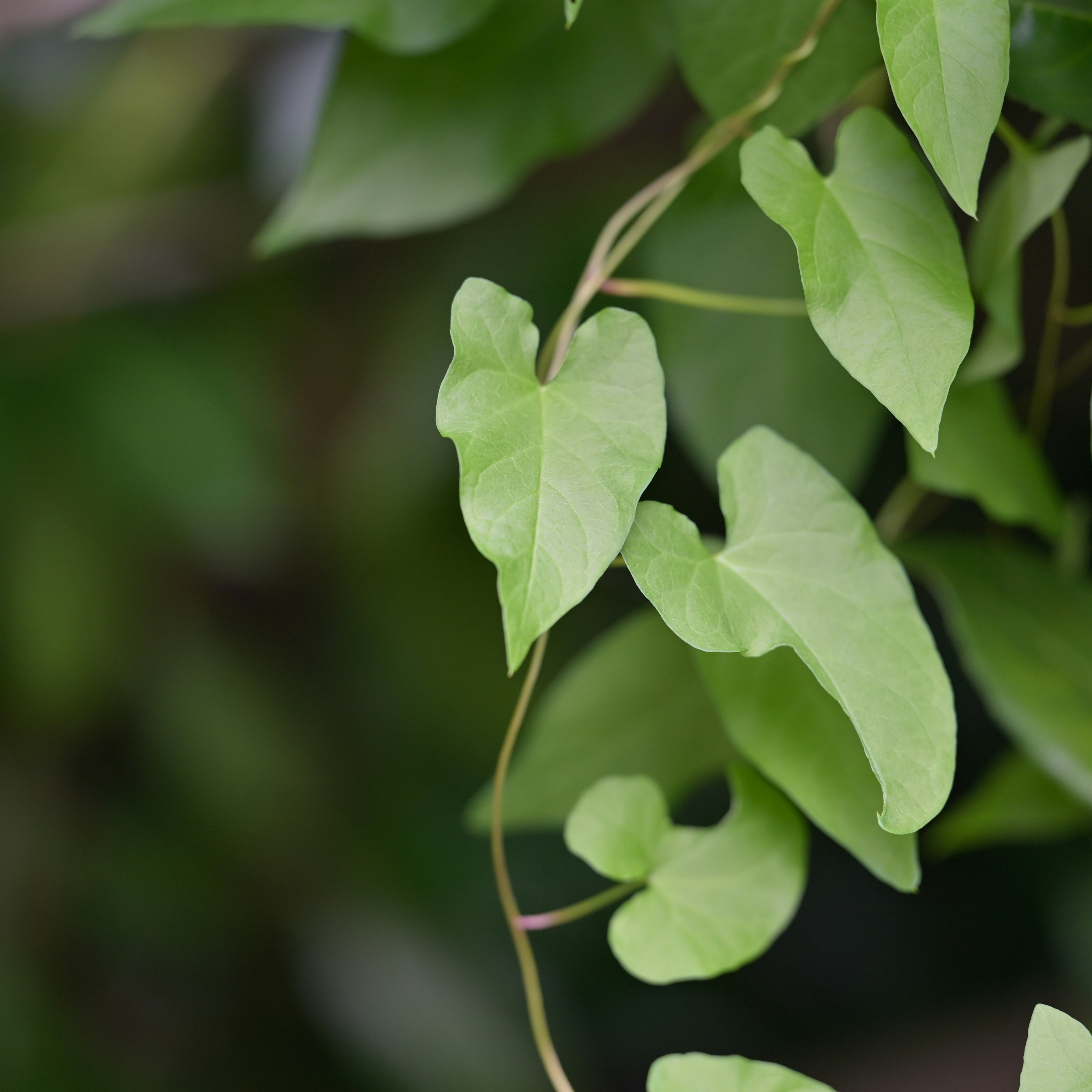 Photo by jonathankslim