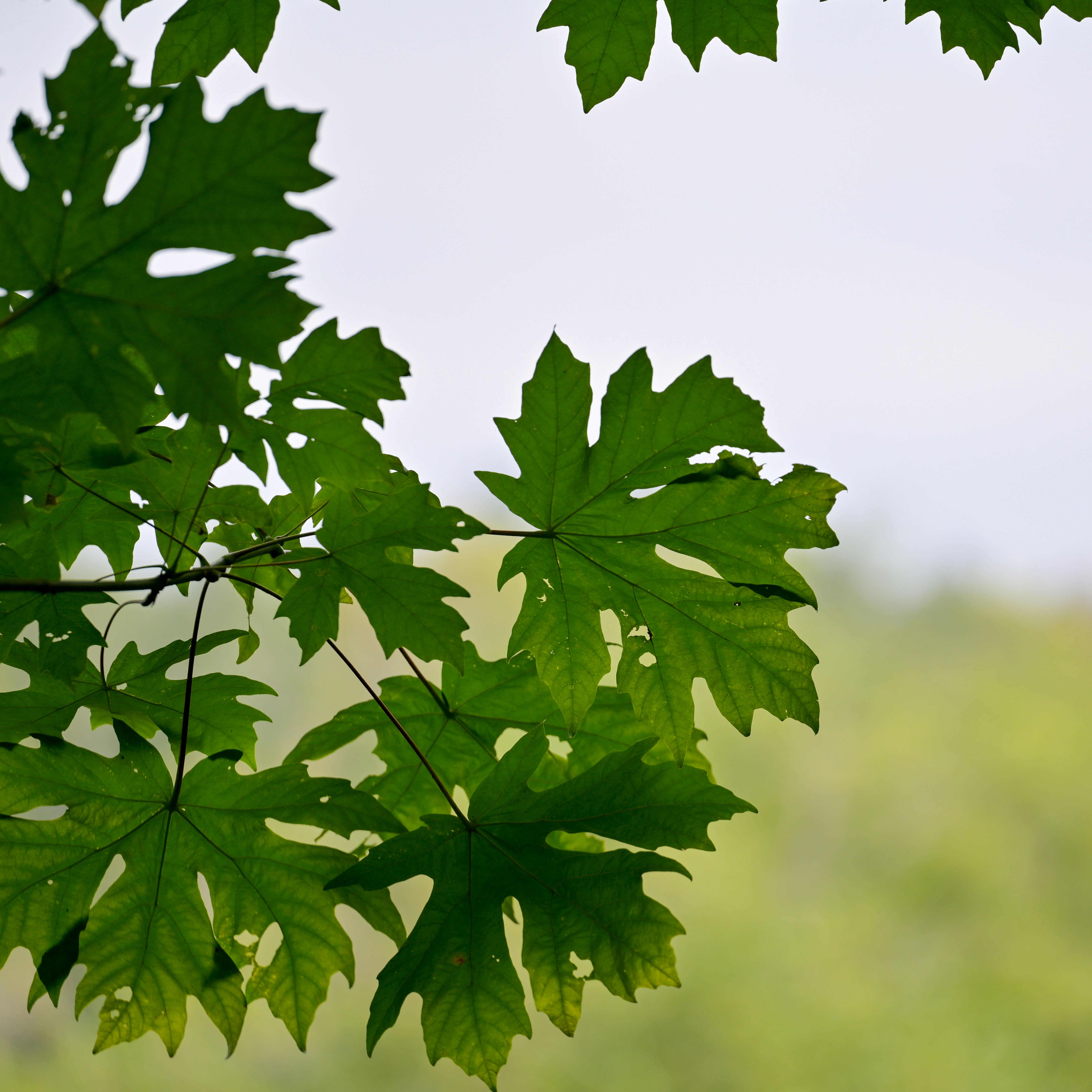 Photo by jonathankslim