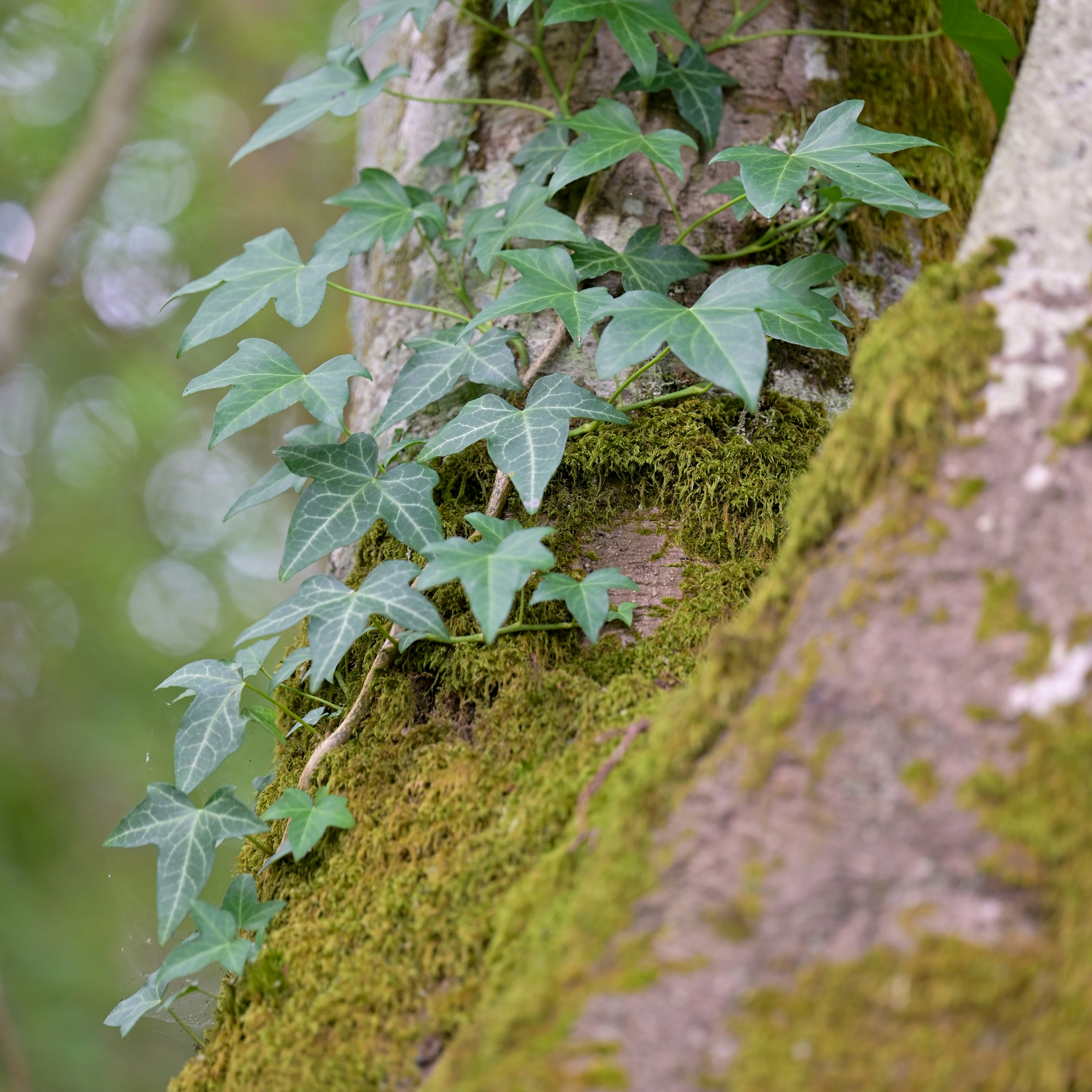 Photo by jonathankslim