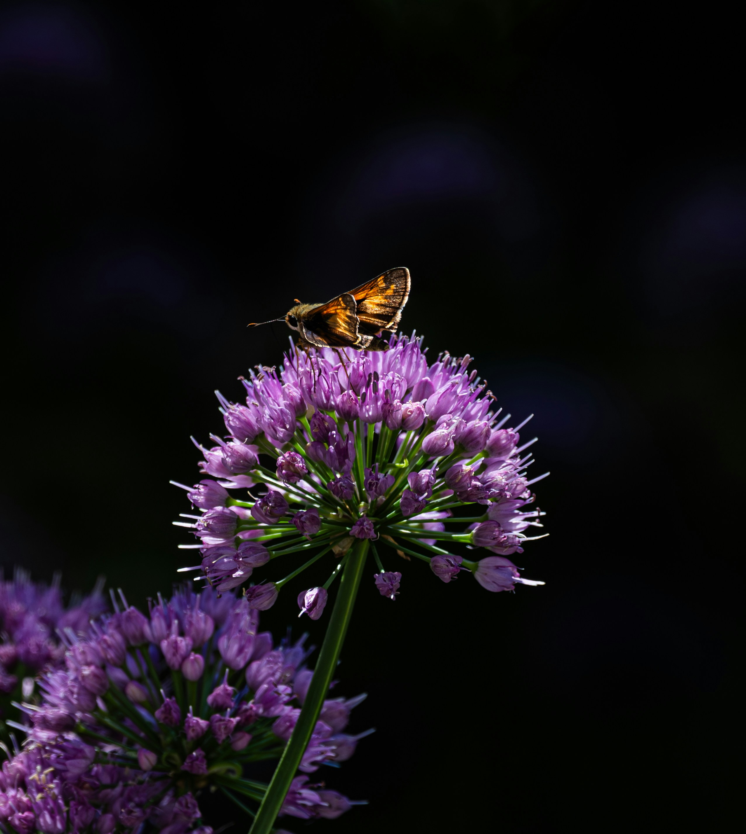 A small butterfly rests on a purple allium flower.