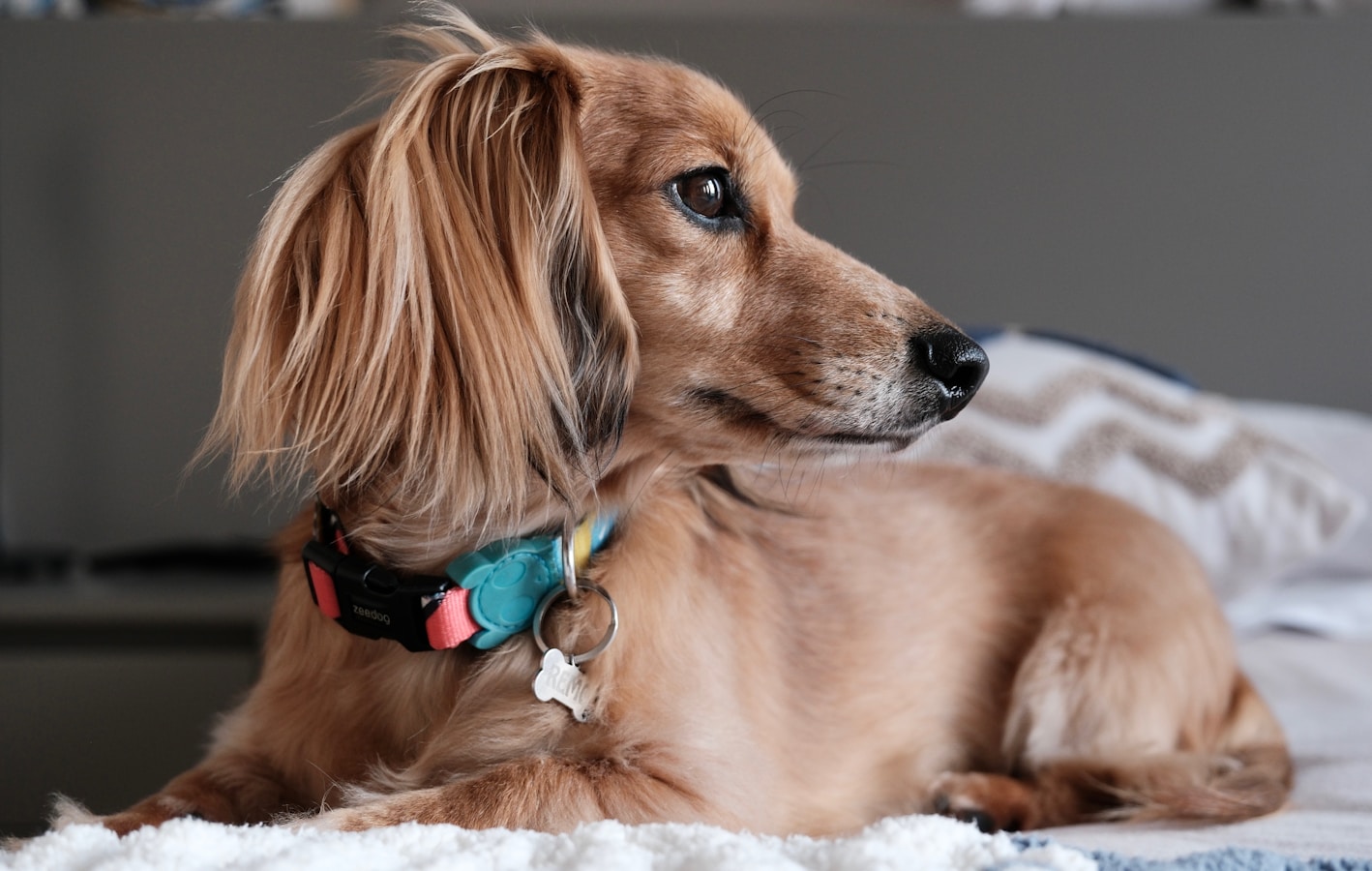 Miniature Dachshund