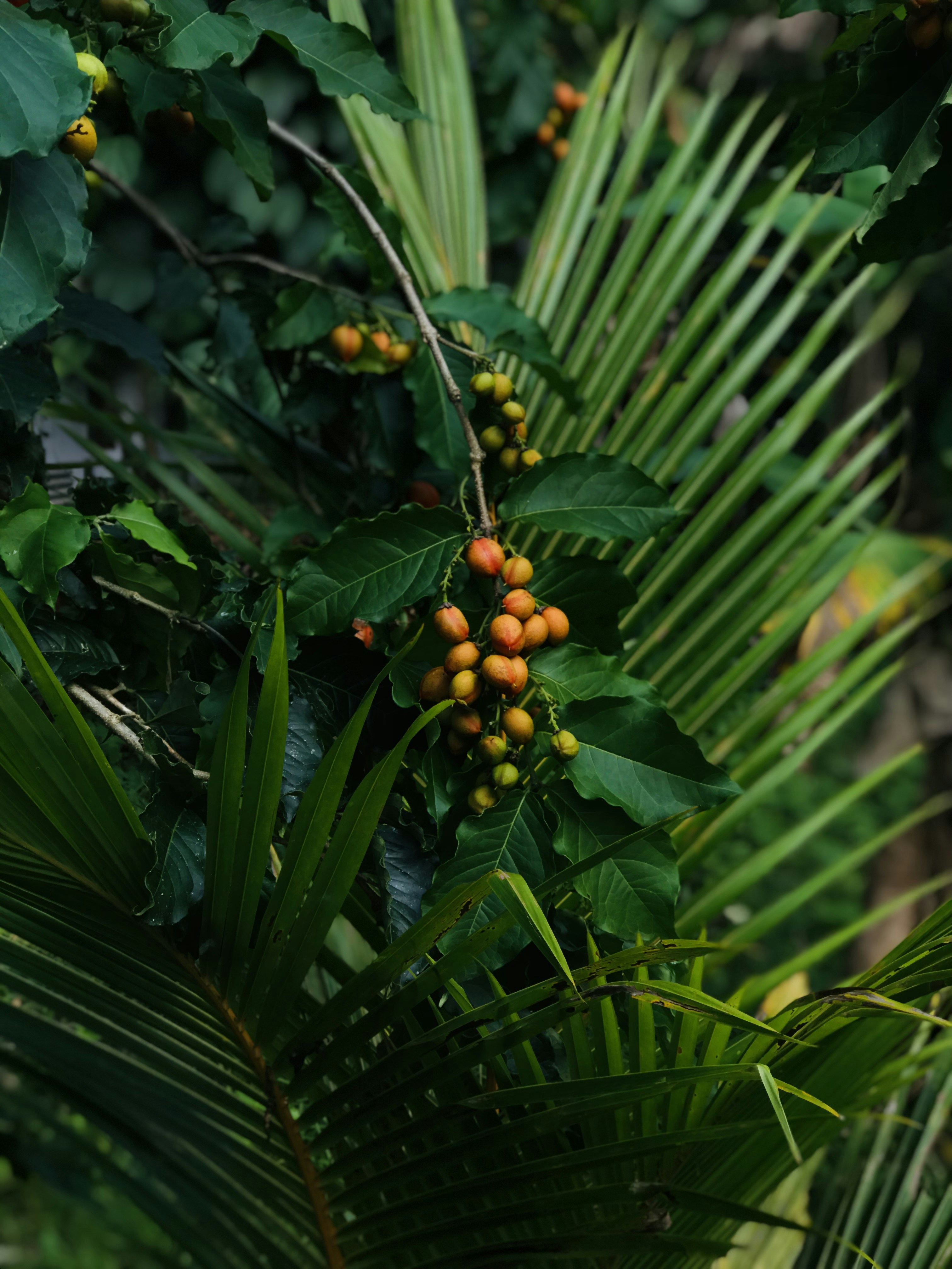 govindu sandith (@goviya) | Comunidade de fotos da Unsplash