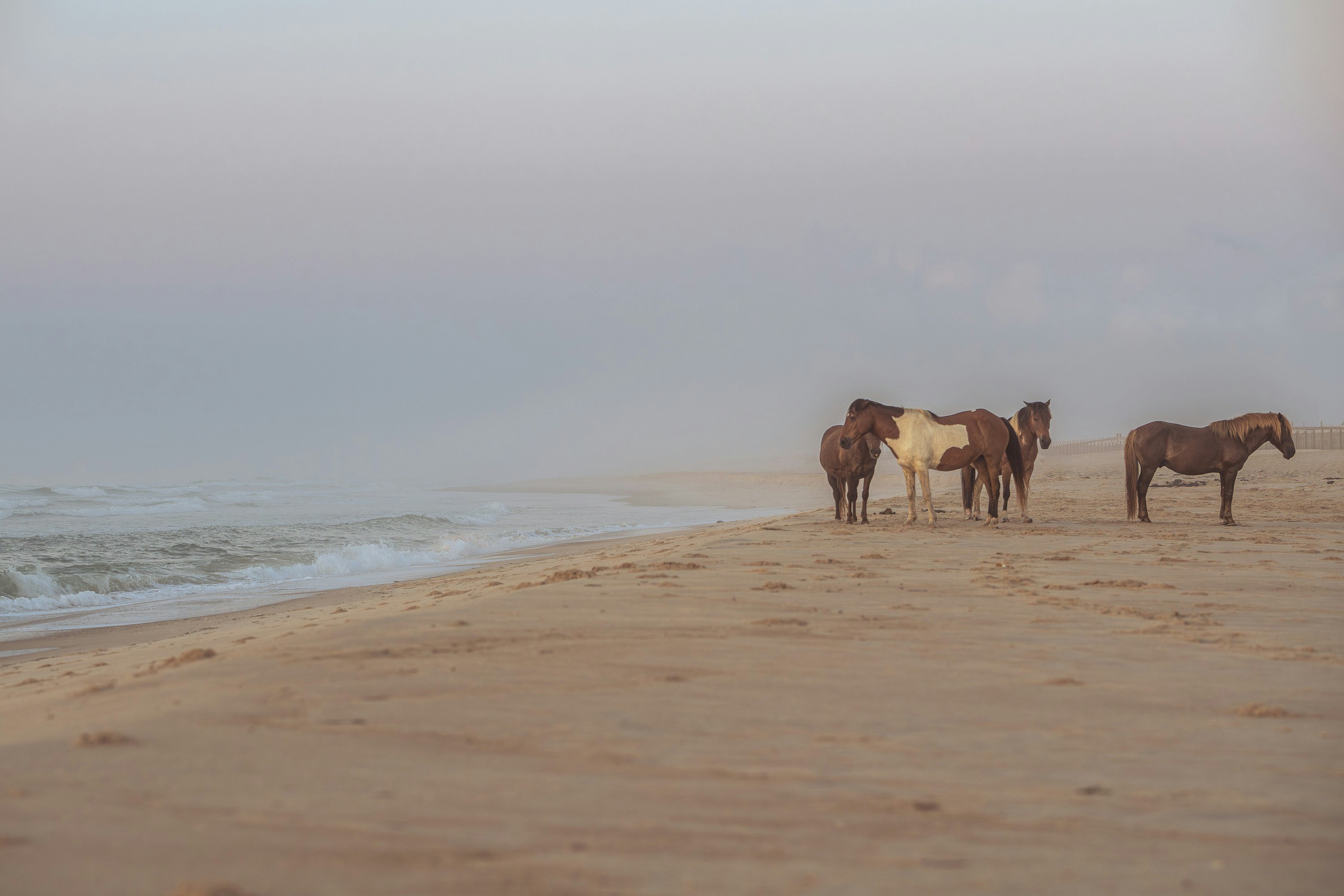 Horses standing on a sandy beach near the ocean.